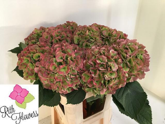 Hydrangea Verena Classic Pink 60cm 20Ø