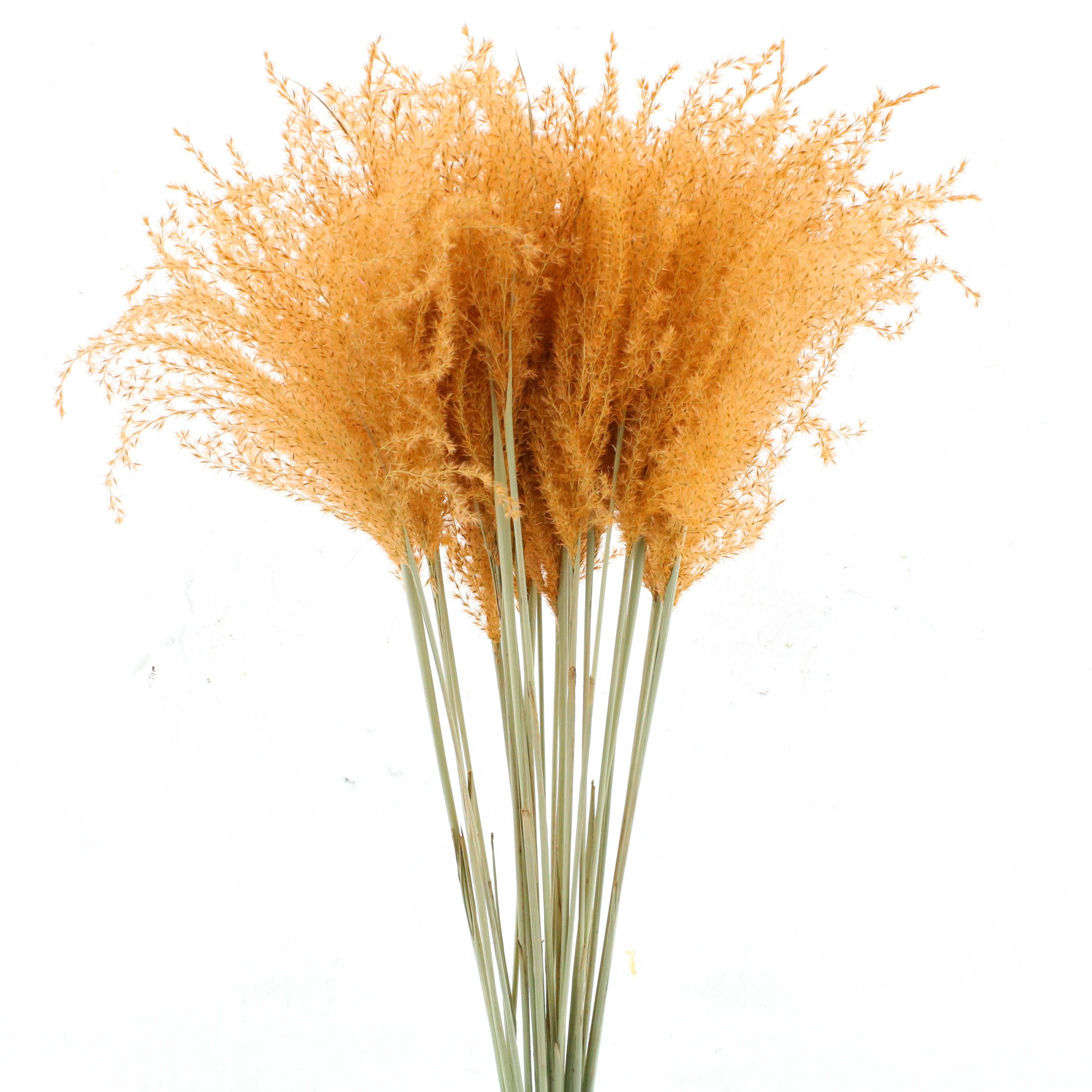 Ornamental Grass Painted (PANICUM)