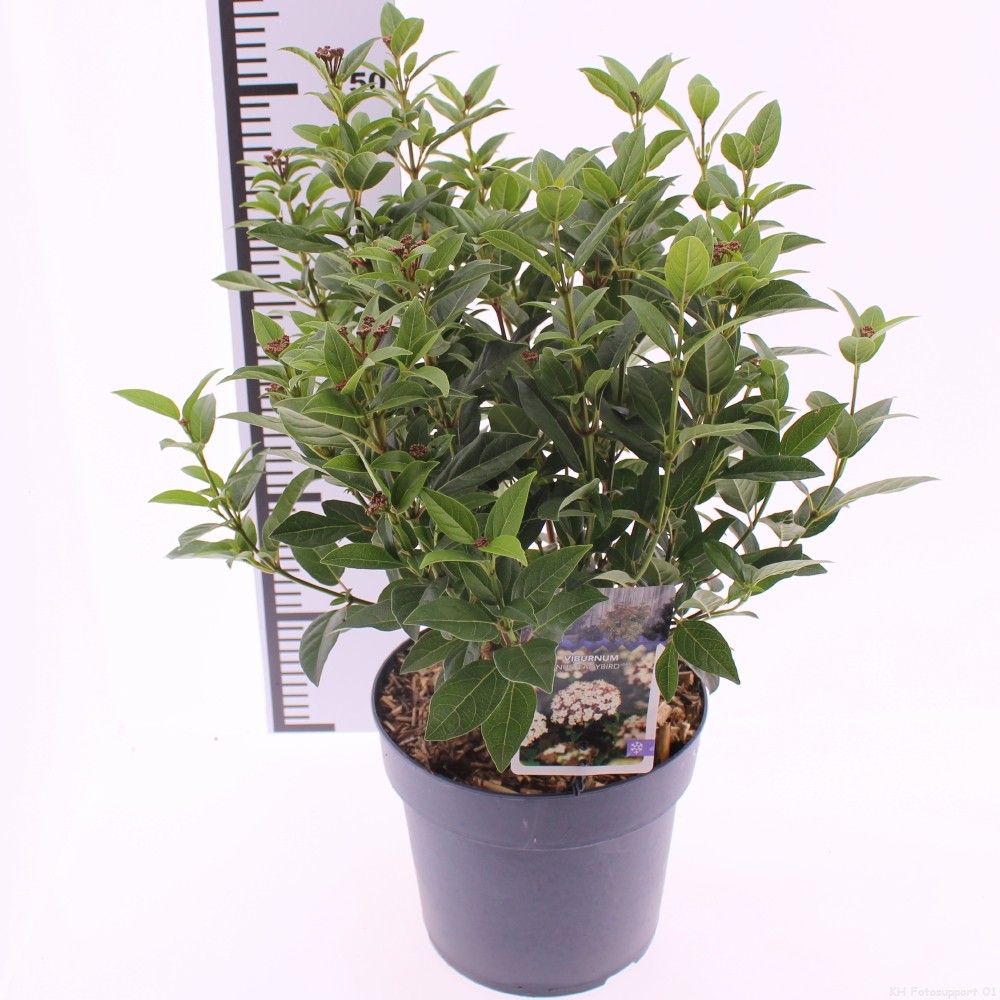 Picture of Viburnum tinus 'Ladybird'