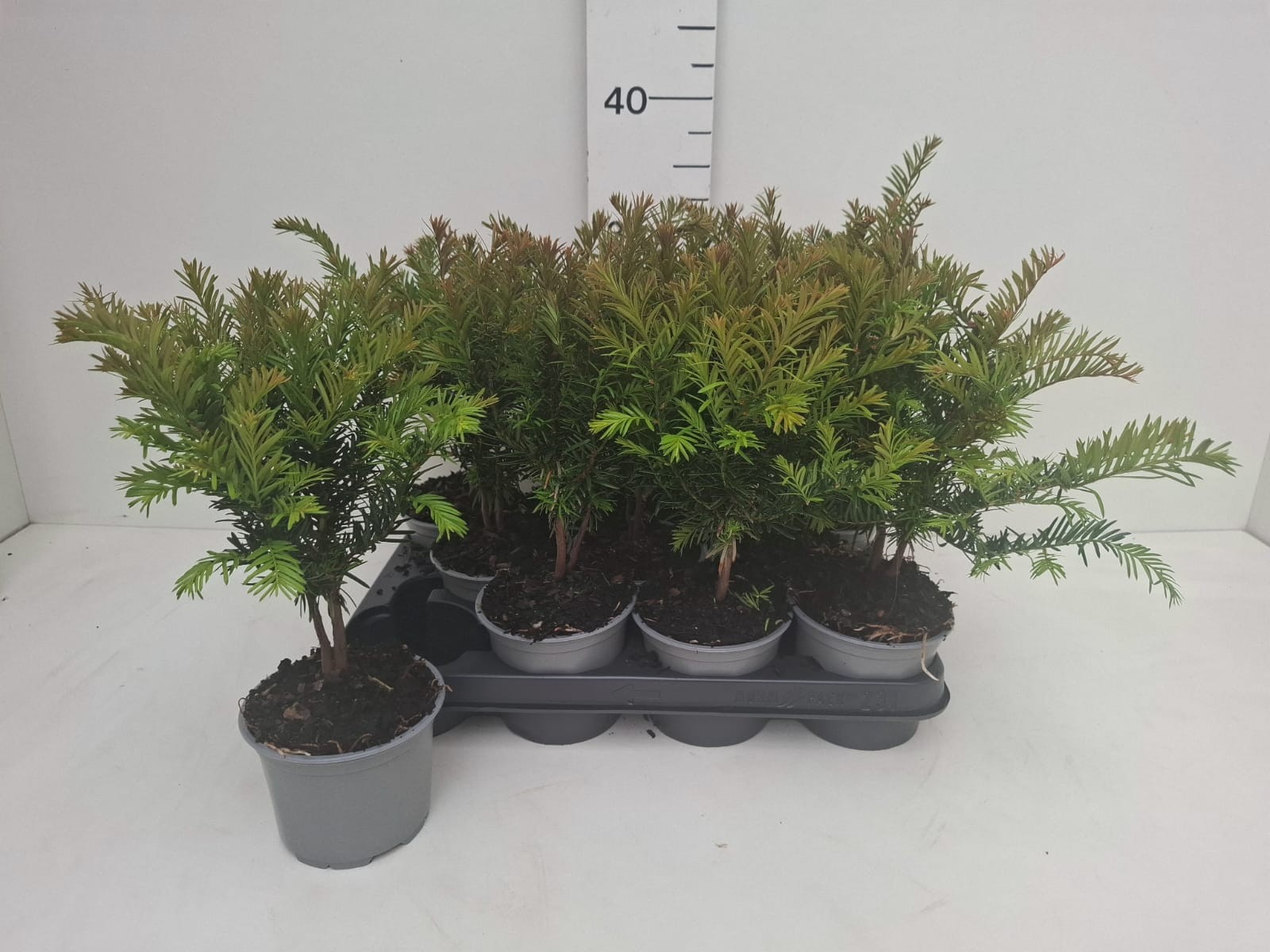 Taxus baccata