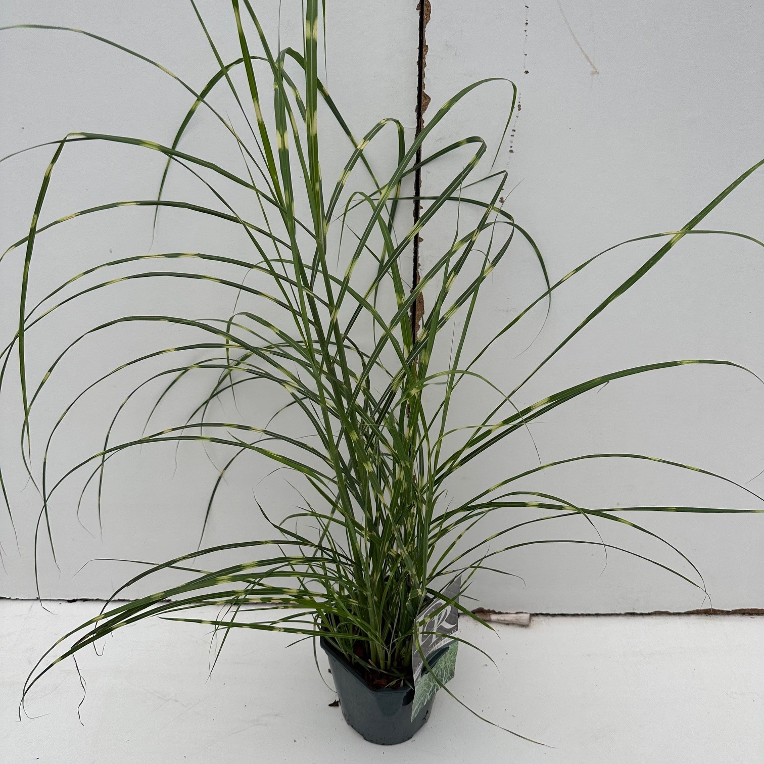 Picture of Miscanthus Little Zebra P17 (2 Ltr) Square