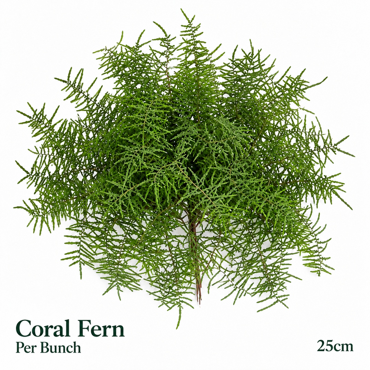 Gleichenia Dicarp Bs