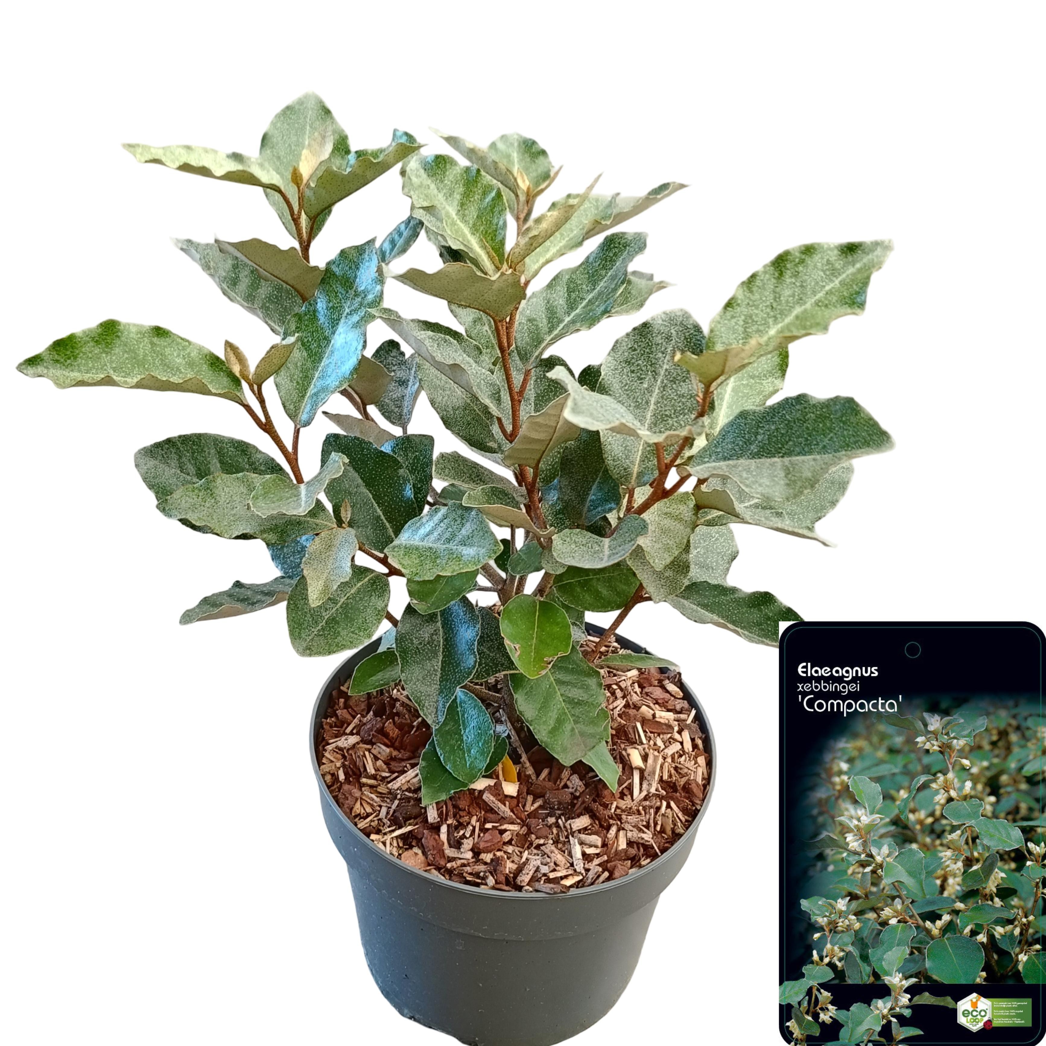 Picture of Elaeagnus ebbingei 'Compacta' C2