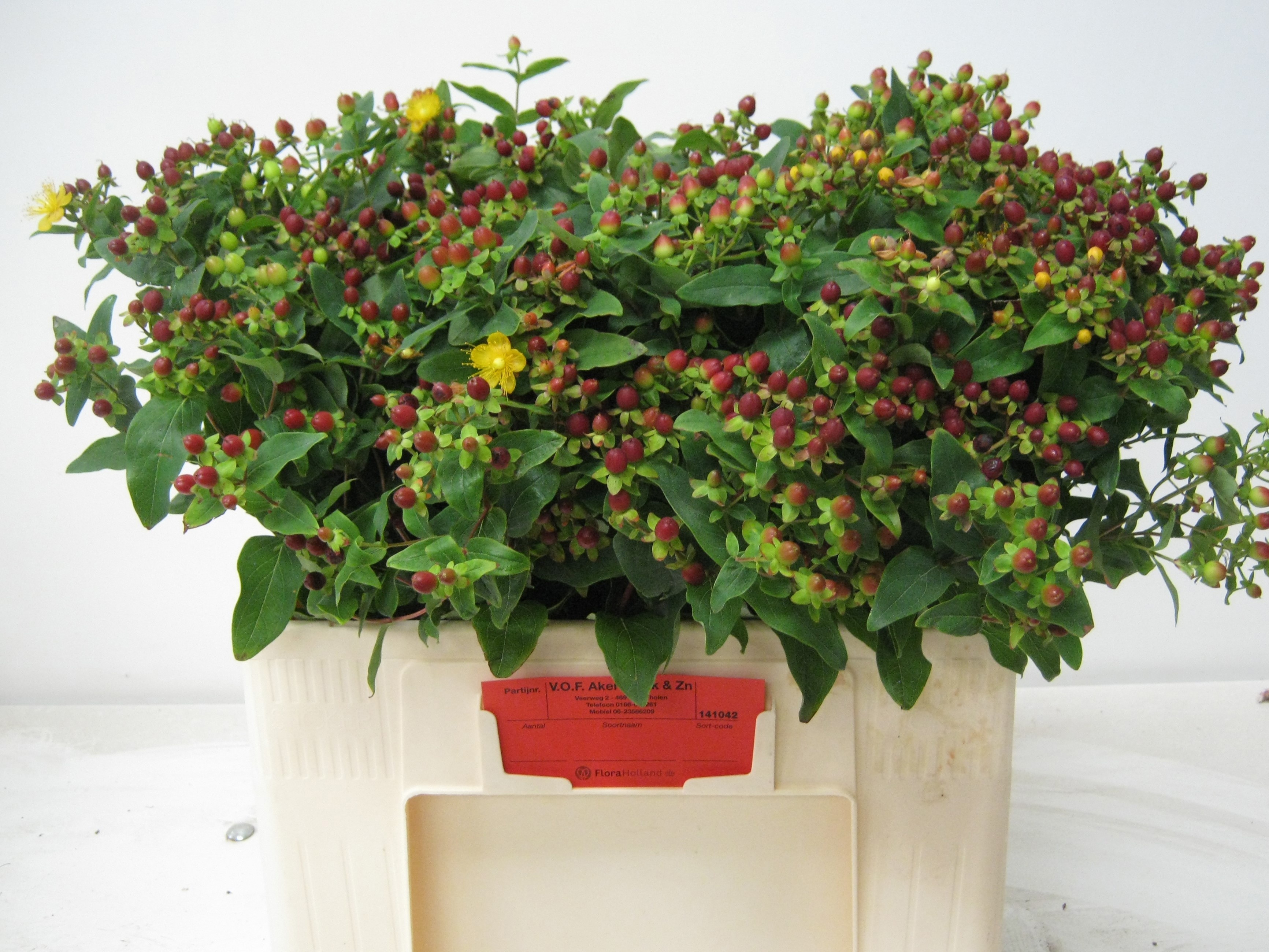 Hypericum Magical Fall 50cm