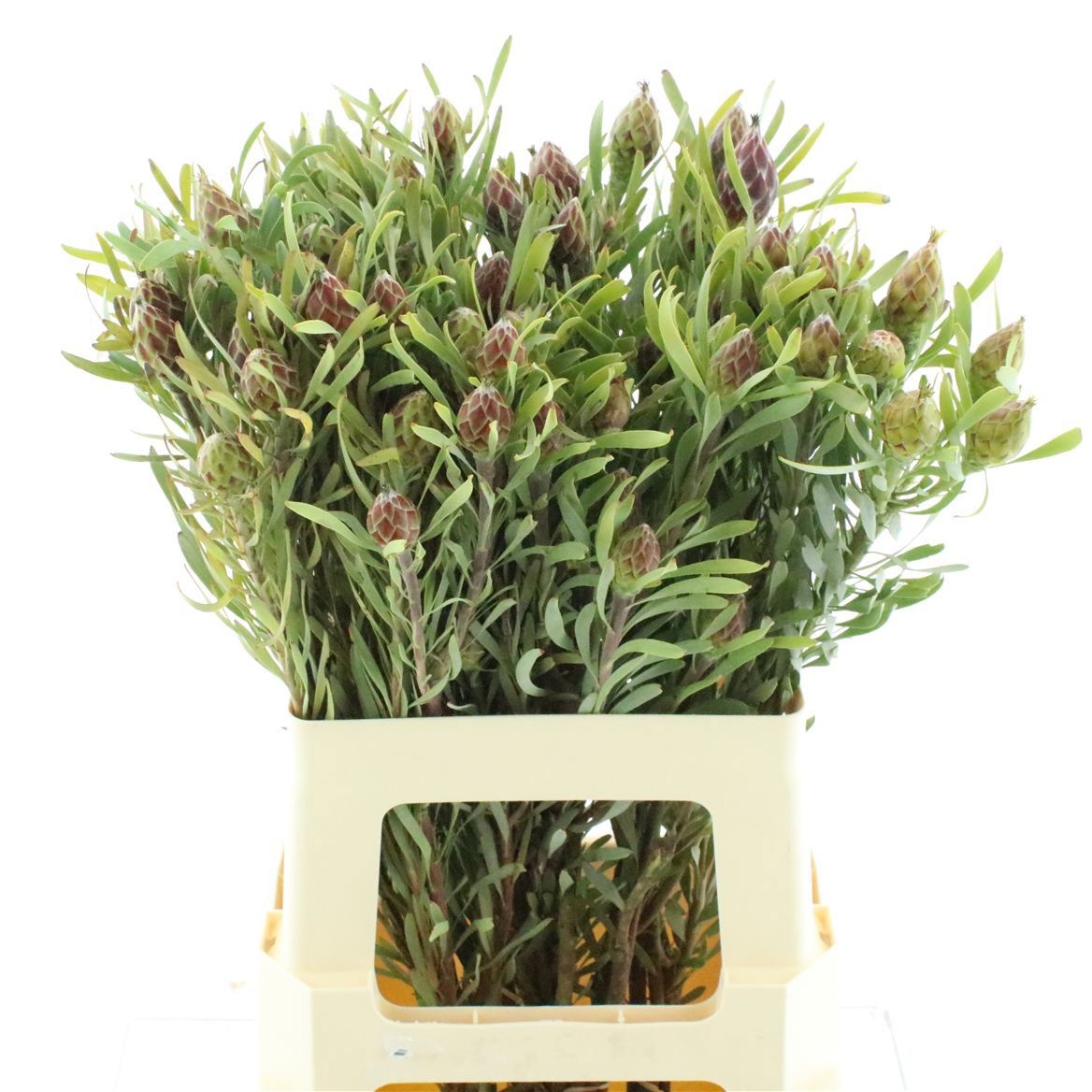 Leucadendron Rubrum Bnch 60cm