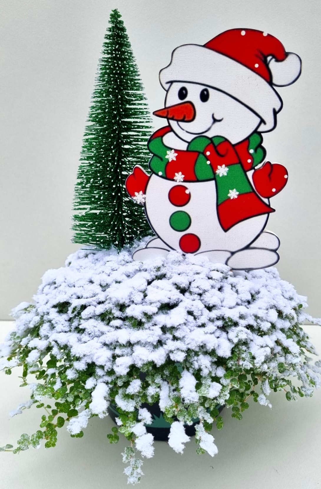 Picture of Soleirolia K83 Snowman tree P13 27cm