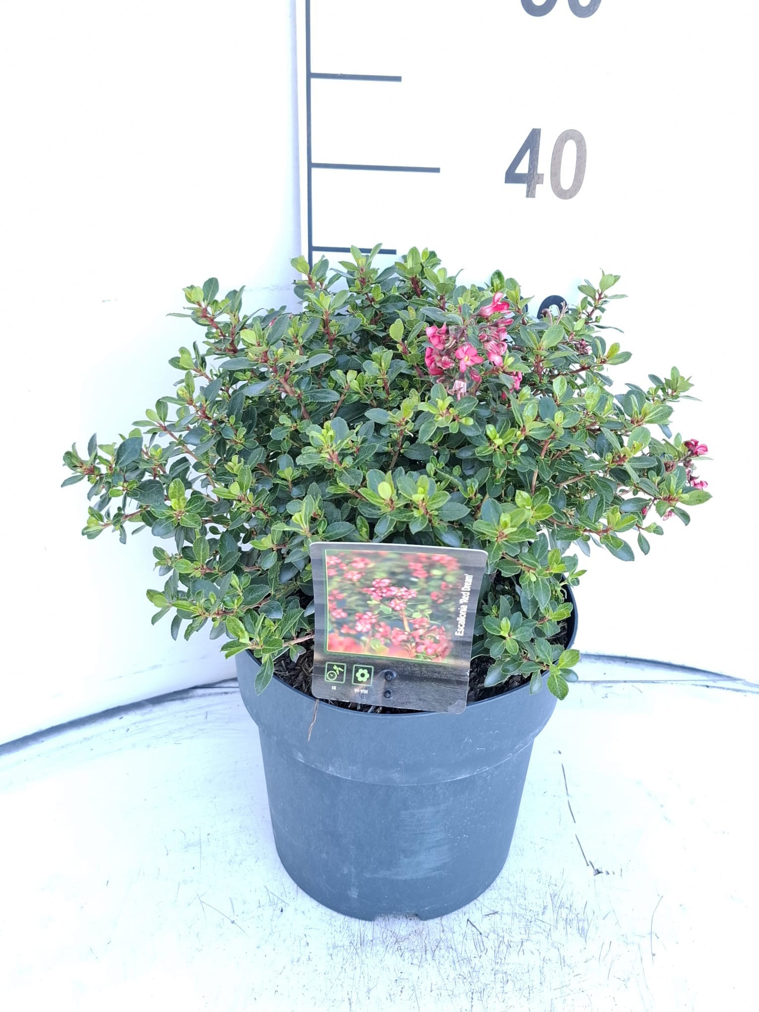 Escallonia 'Red Dream'