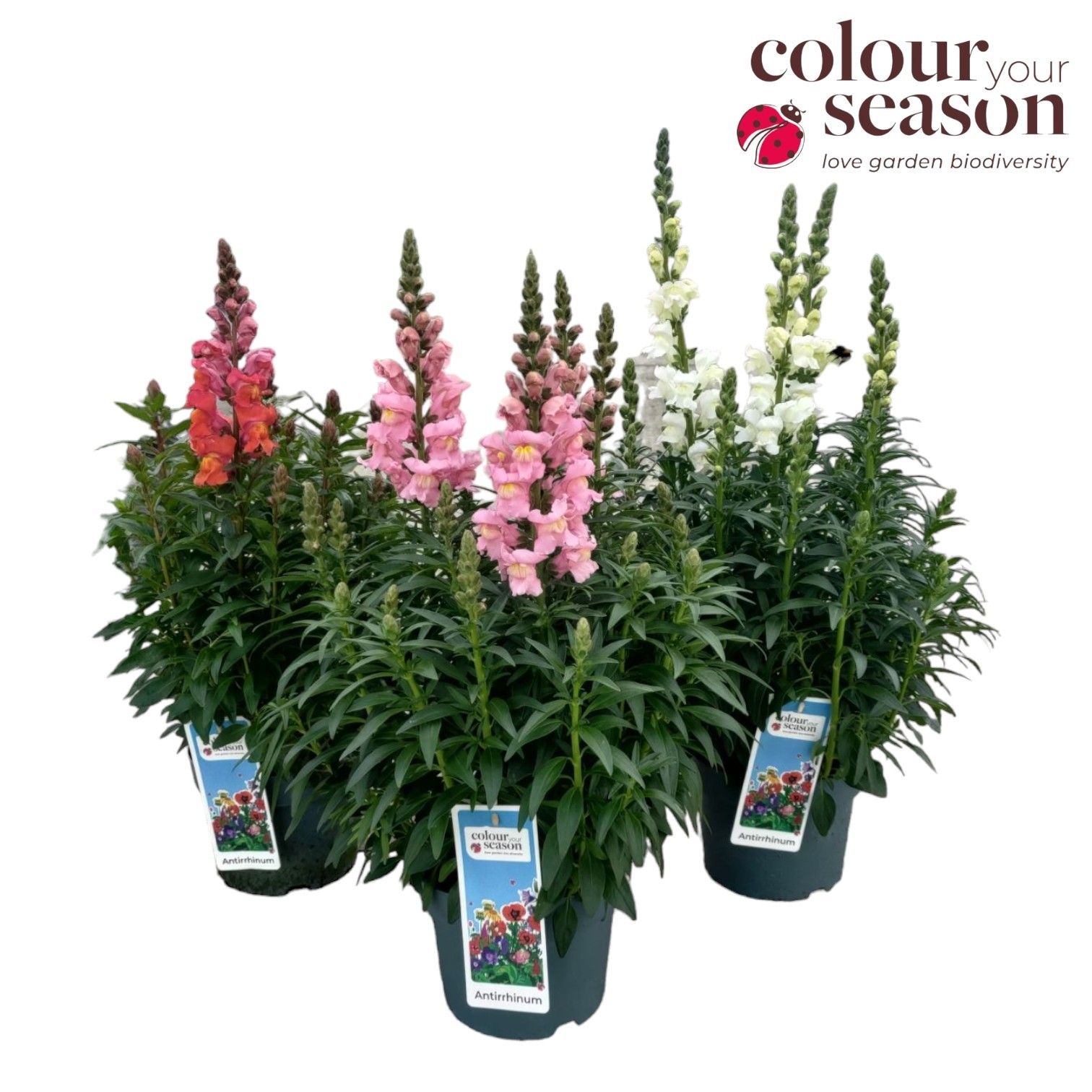 Antirrhinum Sonnet