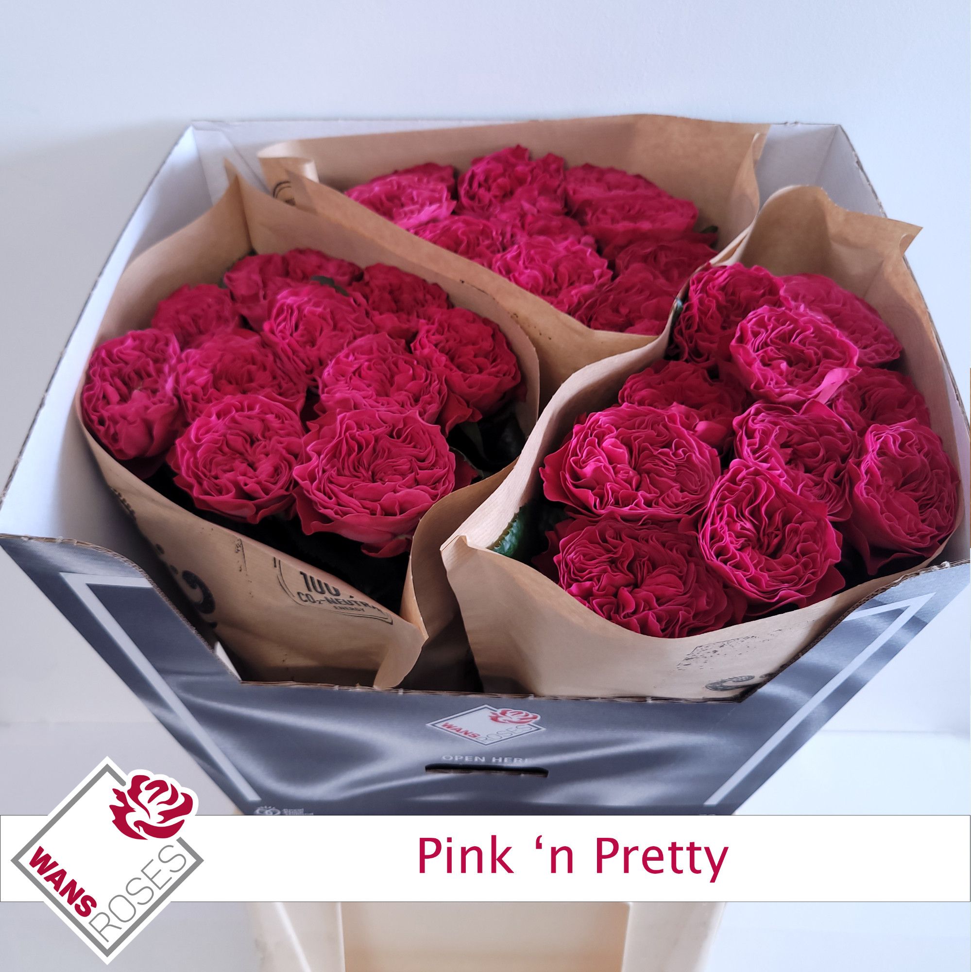 Rosa large flowered Pink 'N Pretty R GR PINK N PRETTY | Gardenline