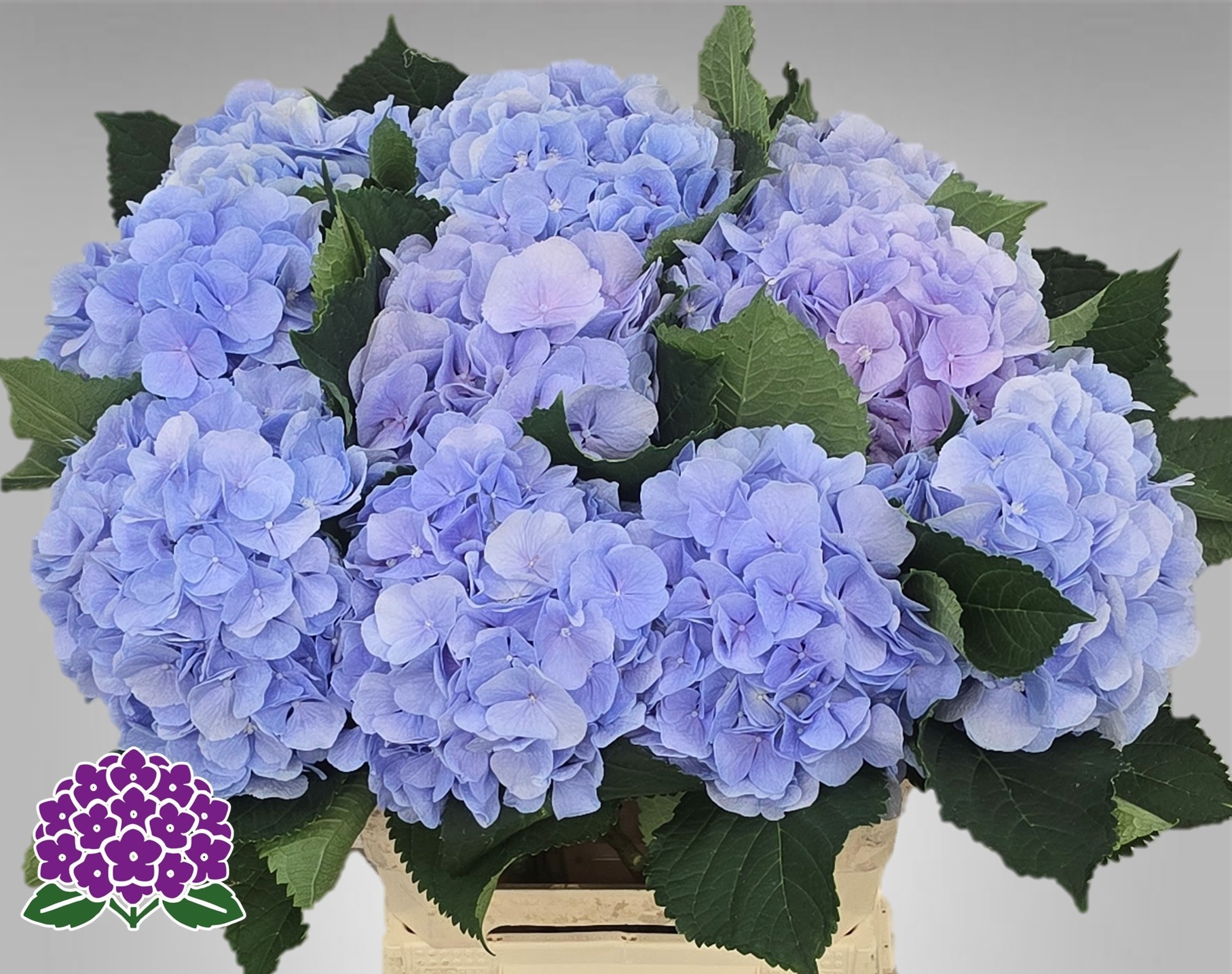 Hydrangea Verena Blue 60cm 18Ø