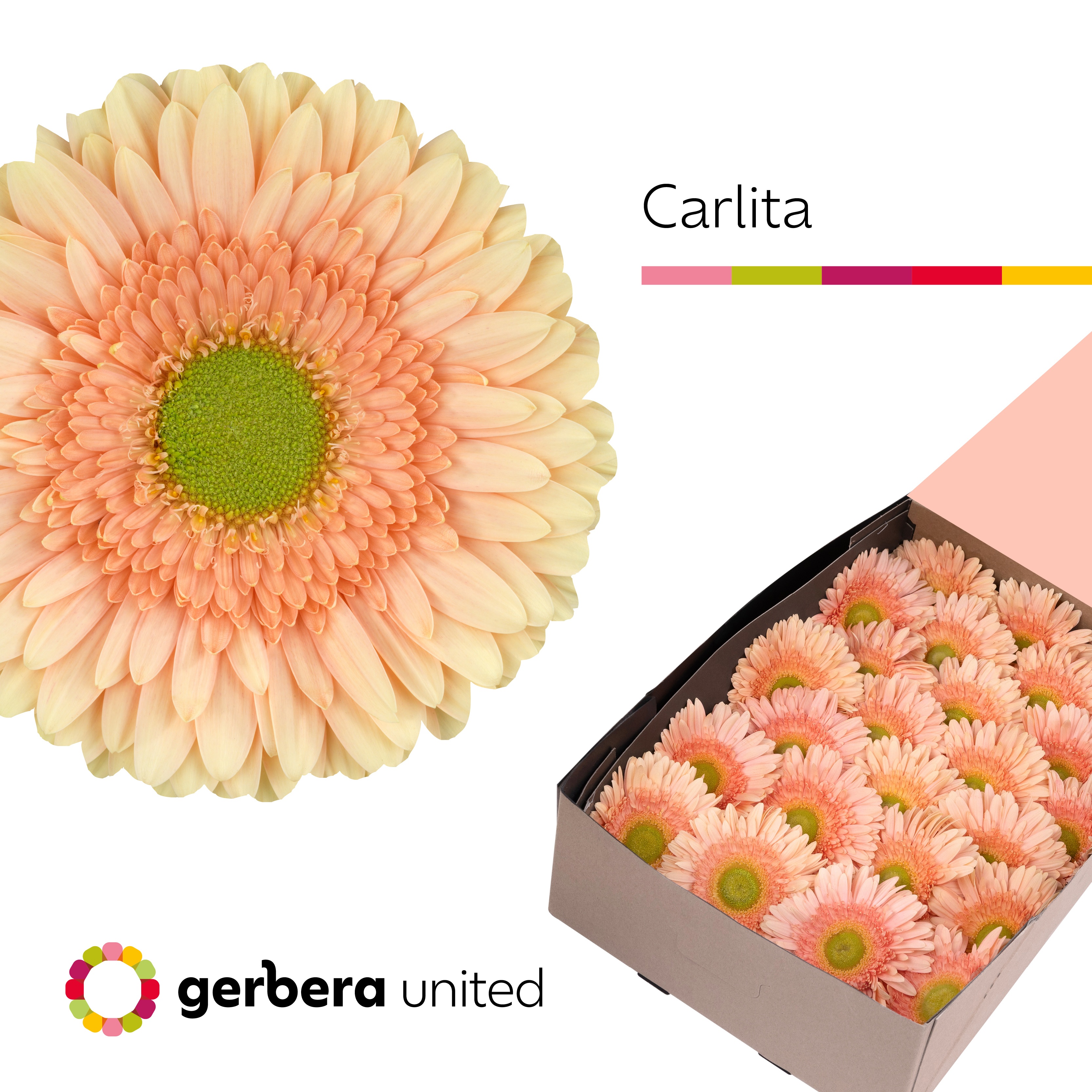 Gerbera Carlita