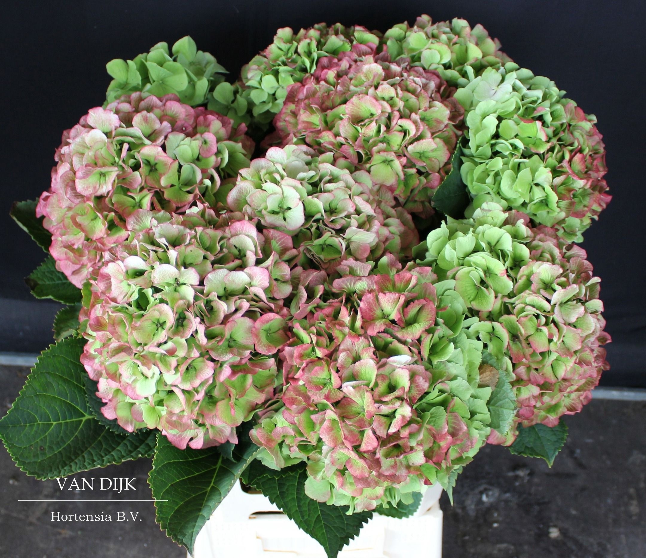 Hydrangea Verena Classic Pink 60cm 21Ø