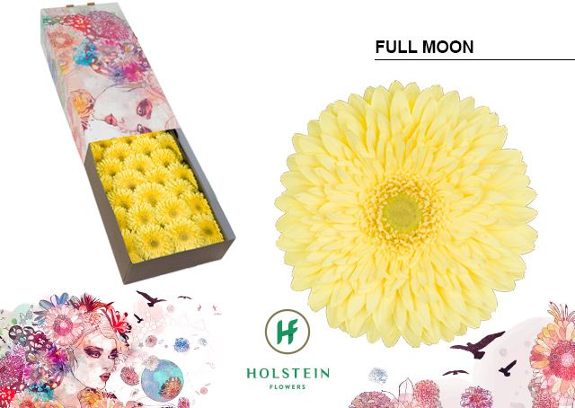 Gerbera Full Moon