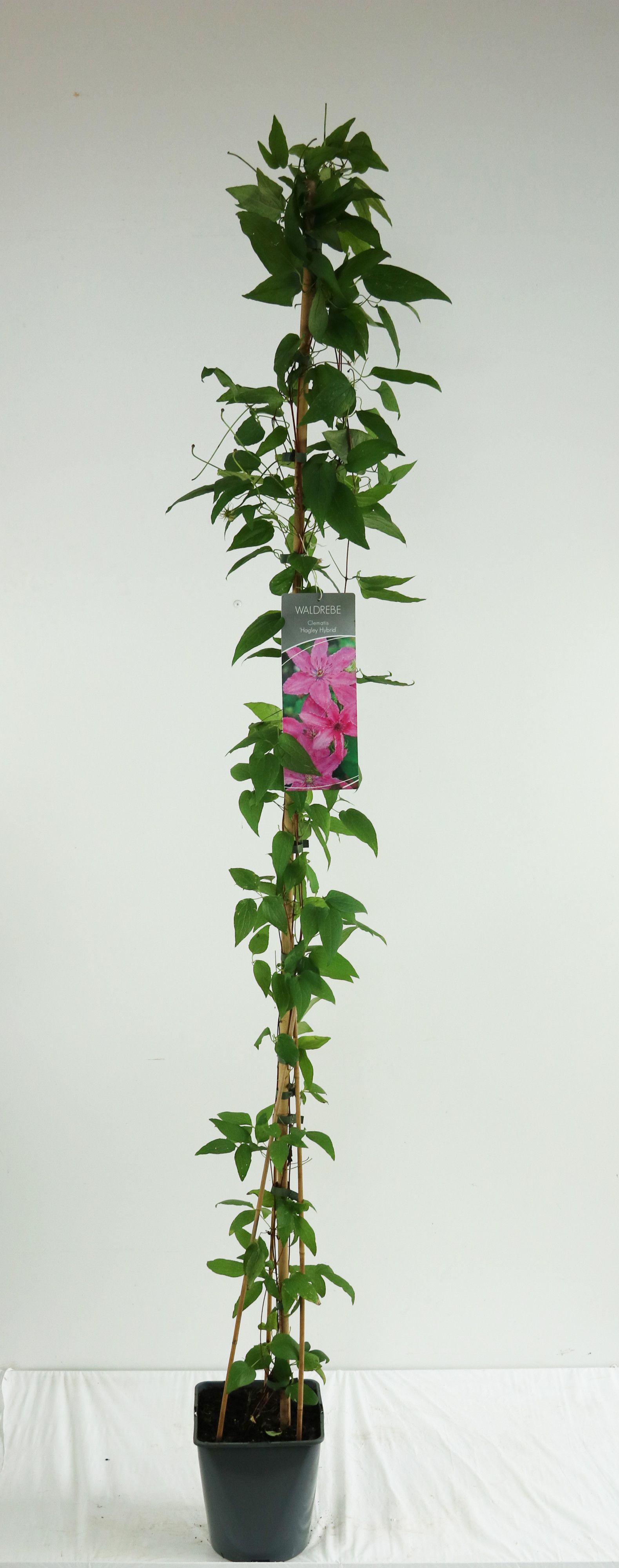 Clematis 'Hagley Hybrid'