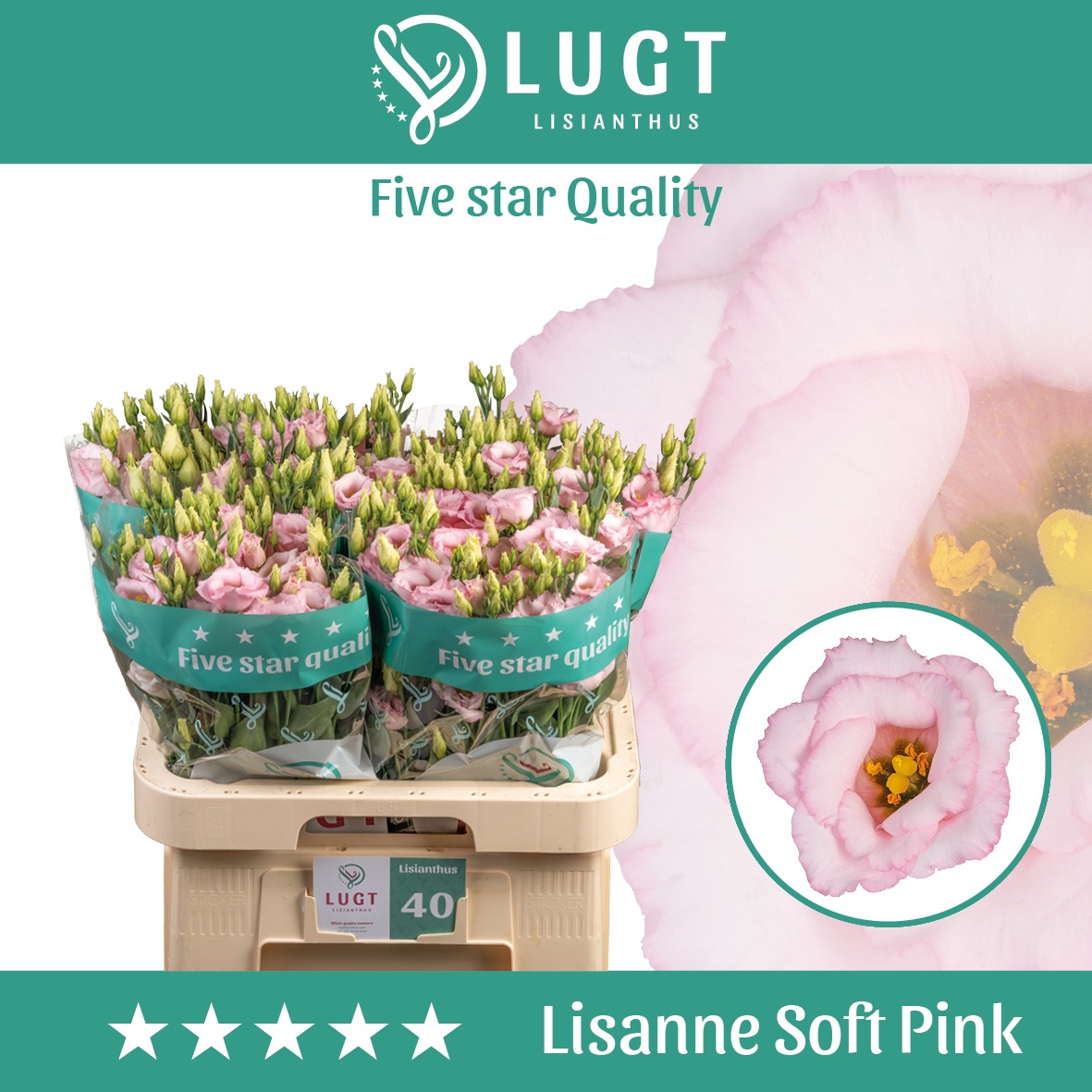 Eus G Lis Soft Pink