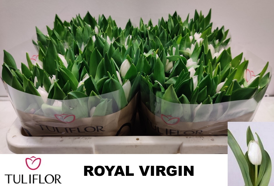 Tu En Royal Virgin