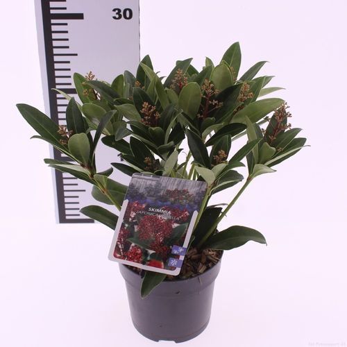 Skimmia jap. 'Rubella' p13 Snepvangers