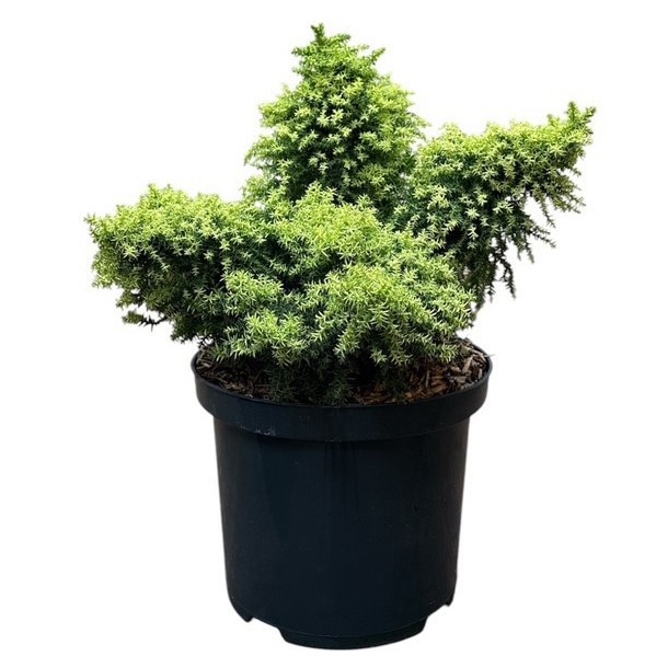 Cryptomeria japonica 'Twinkle Toes'