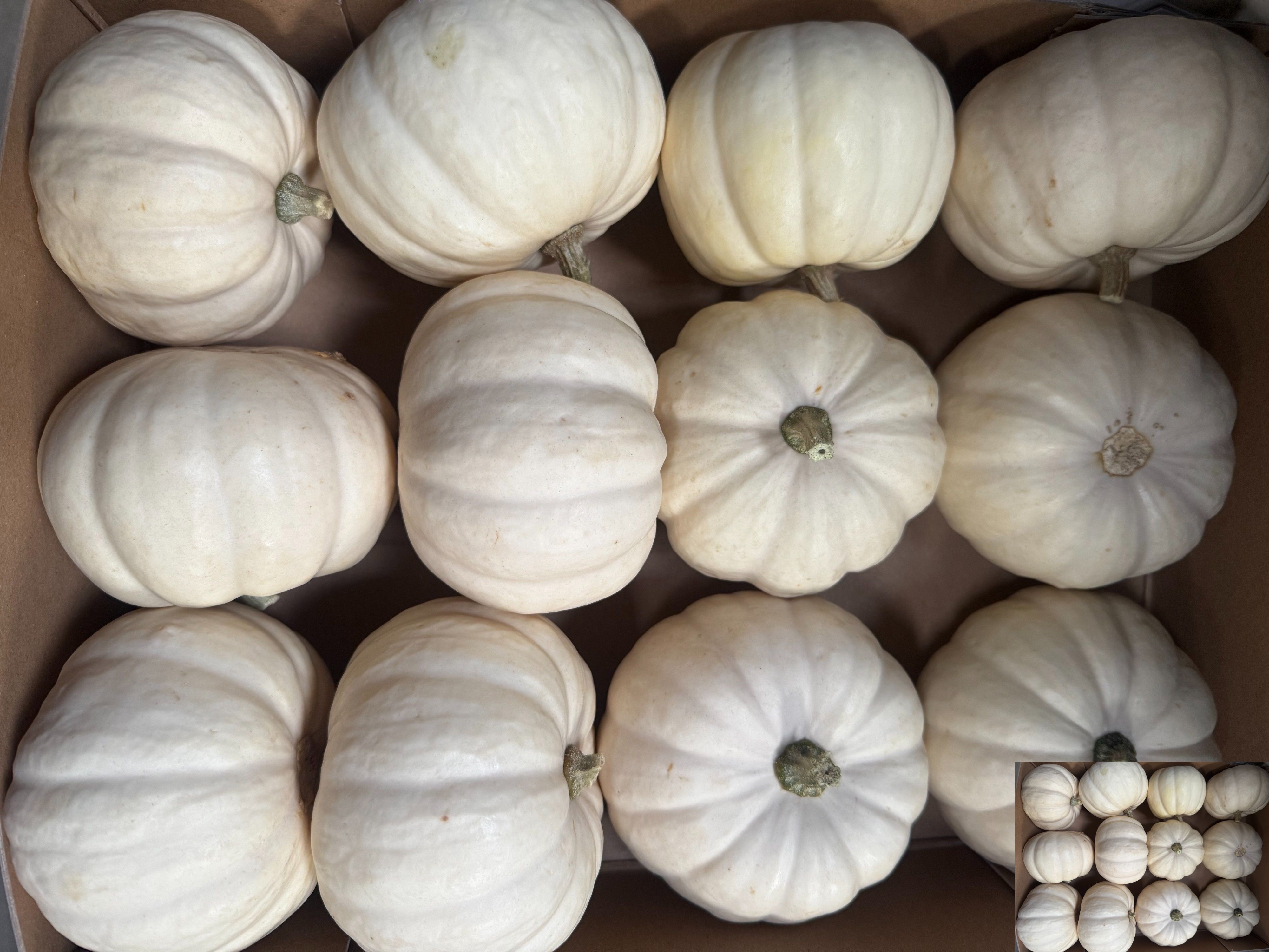Cucurbita Baby Boo