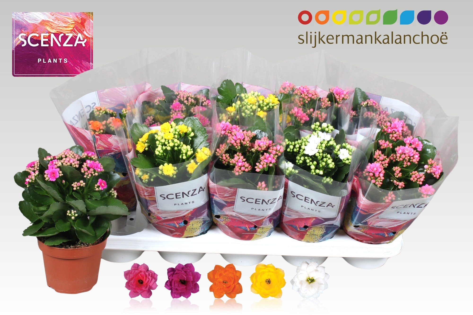 Kalan B Ge Gem 5 Kl 12Ø 26cm
