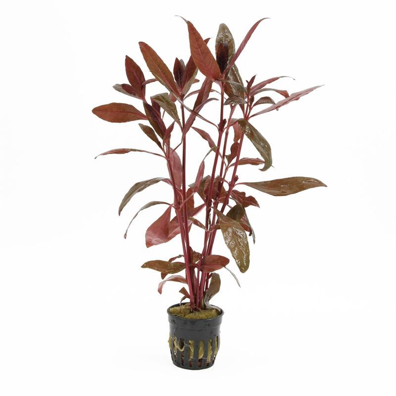 Alternanthera sessilis