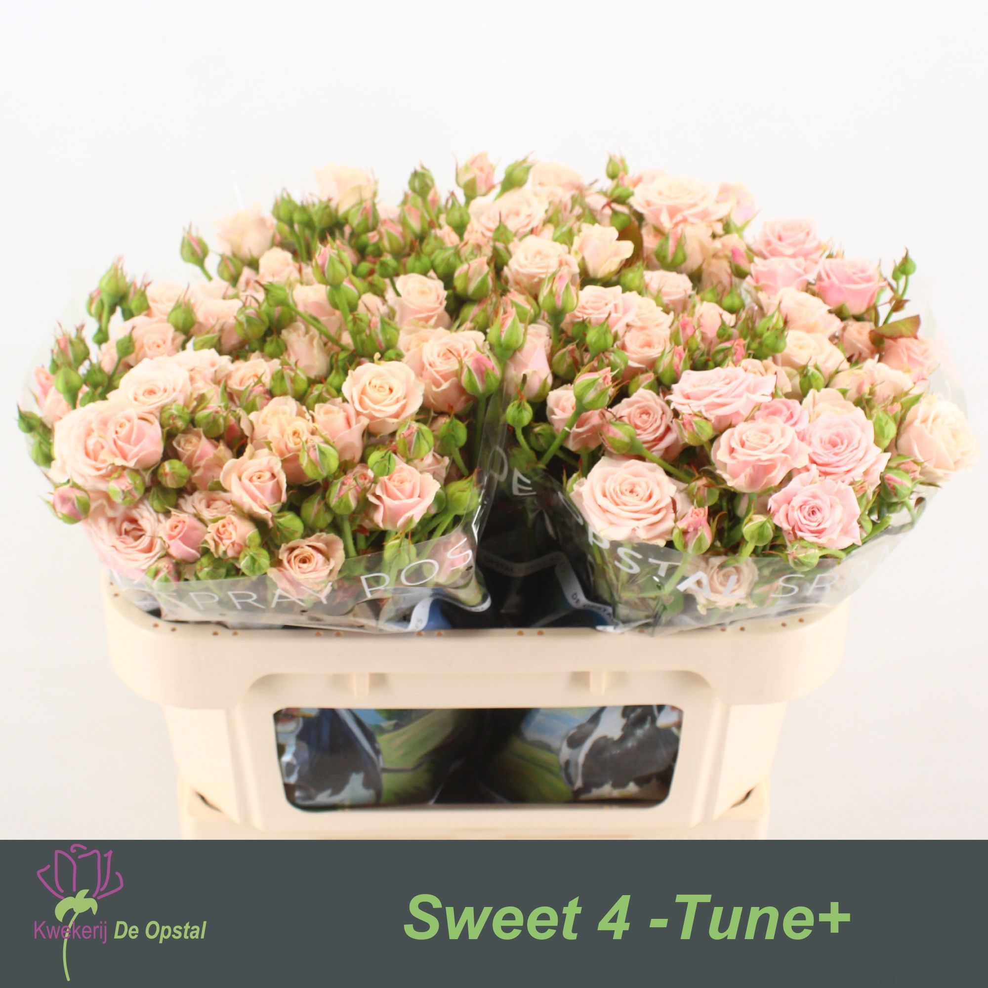 R Tr Sweet 4 Tune+