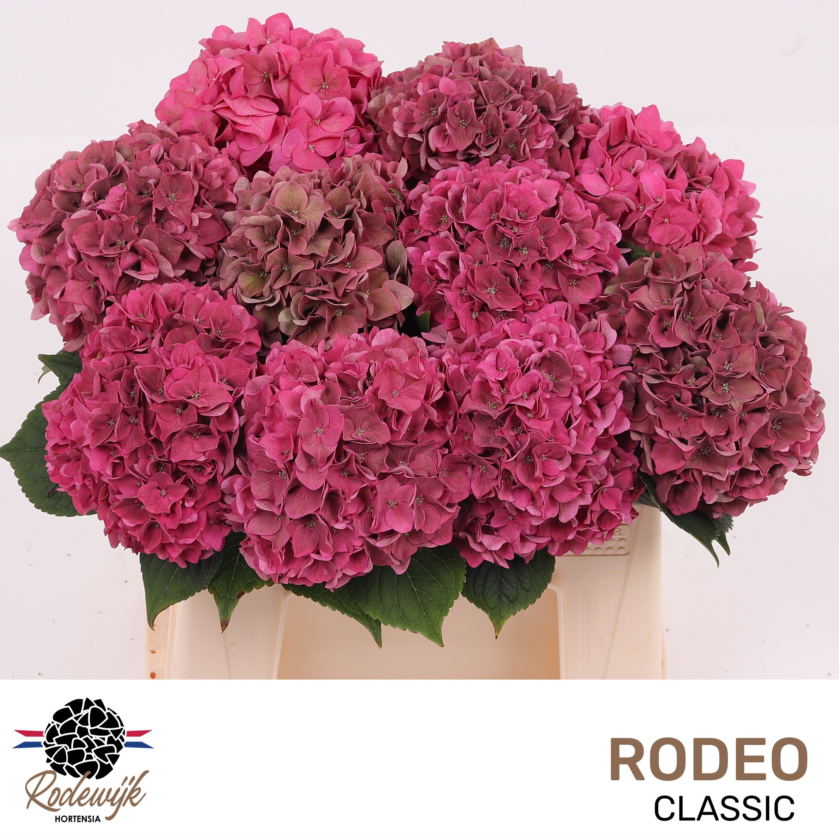 Hydrangea Rodeo Classic Pink 40cm 13Ø