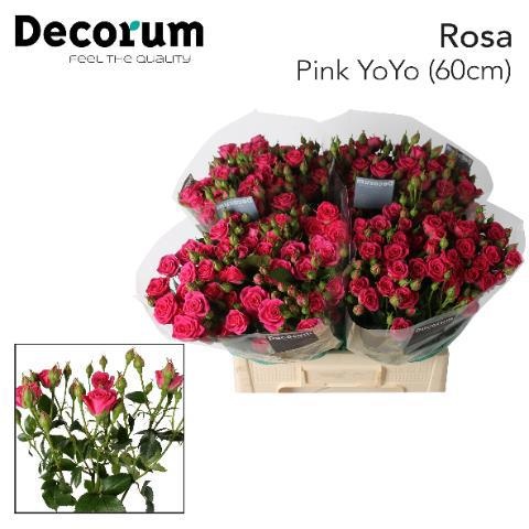 Rosa Spr Pink Yo-yo 60cm