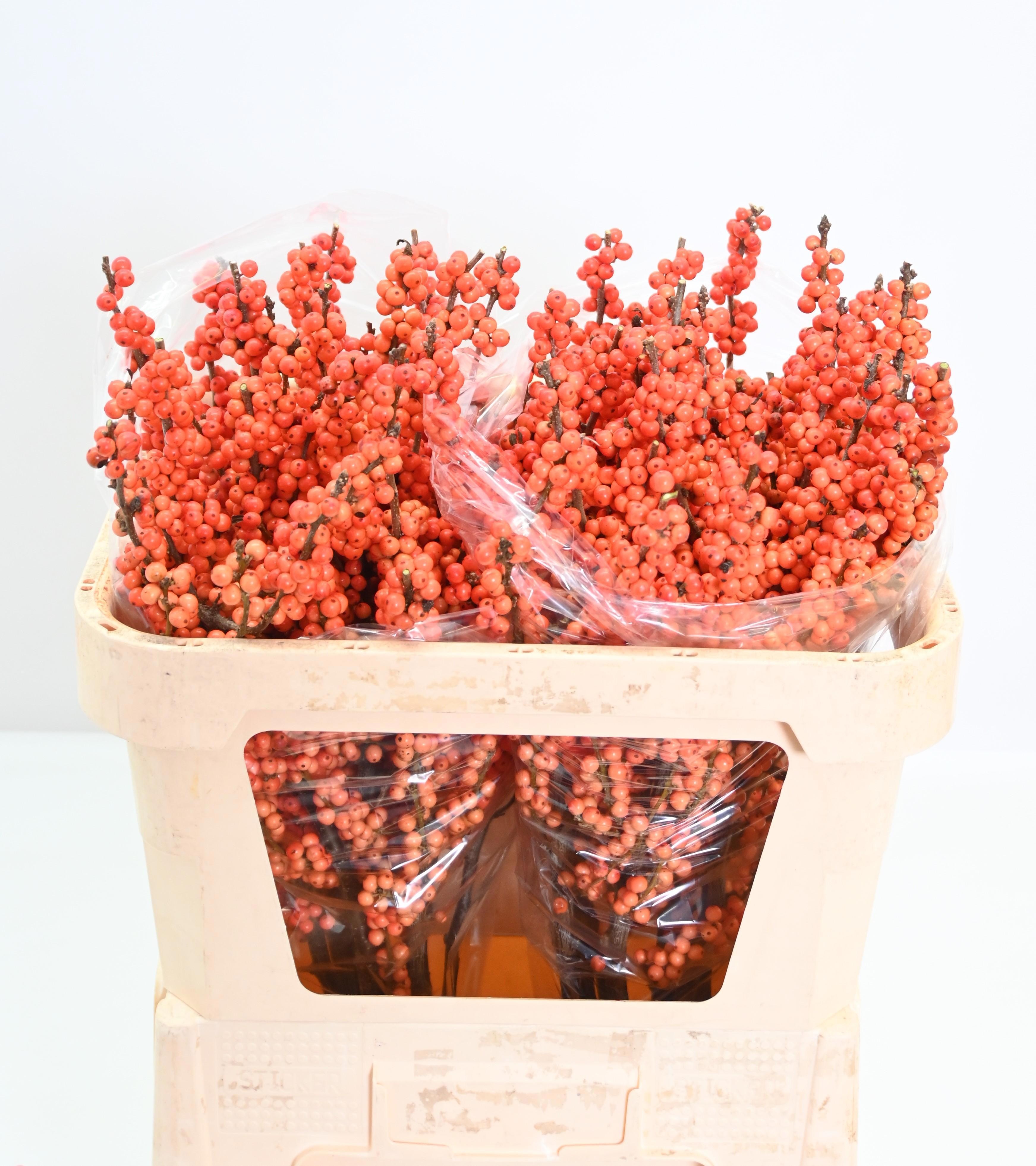 Ilex Winter Gold 70cm