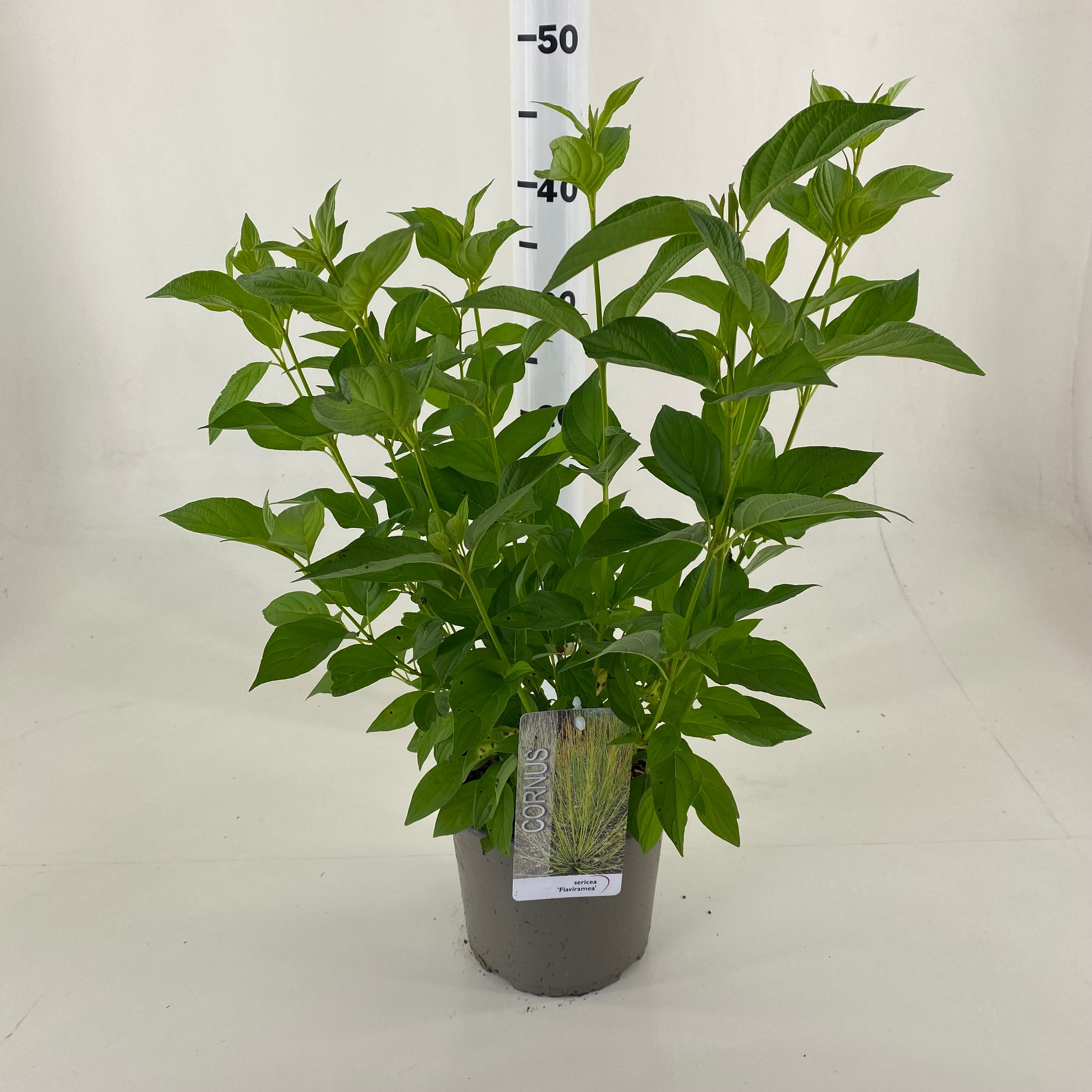 Picture of Cornus sericea Flaviramea P19 (3 Ltr)