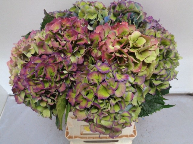Hydrangea Royal Love Classic Blue 60cm 15Ø