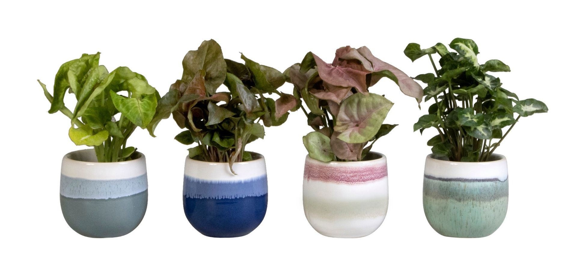 Syngonium L 65414 with Syngonium Mix