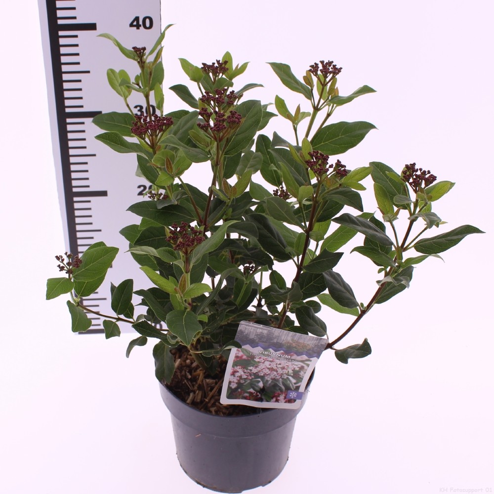 Picture of Viburnum tinus 'Gwenllian'