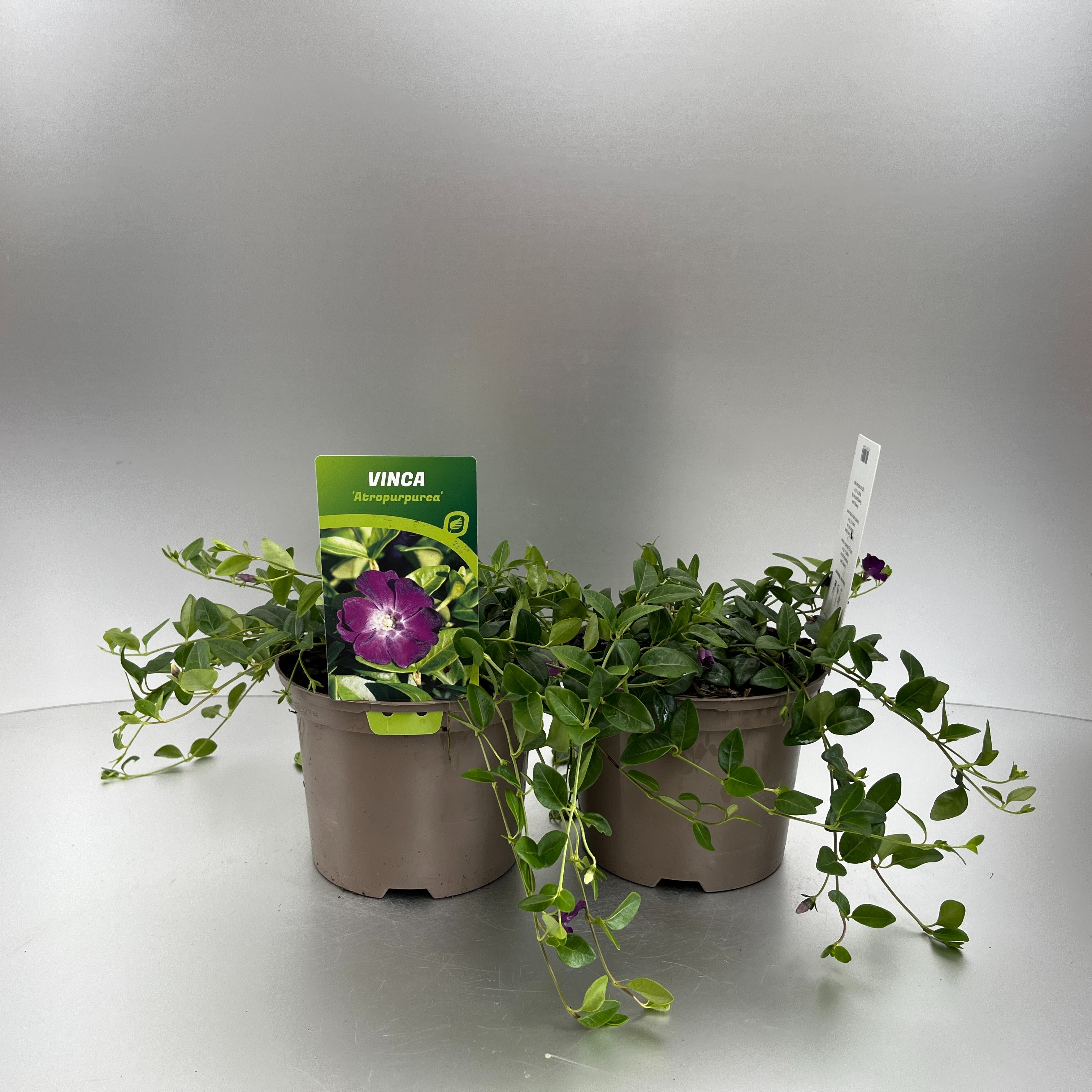 Picture of Vinca minor Atropurpurea P17 (2 Ltr)