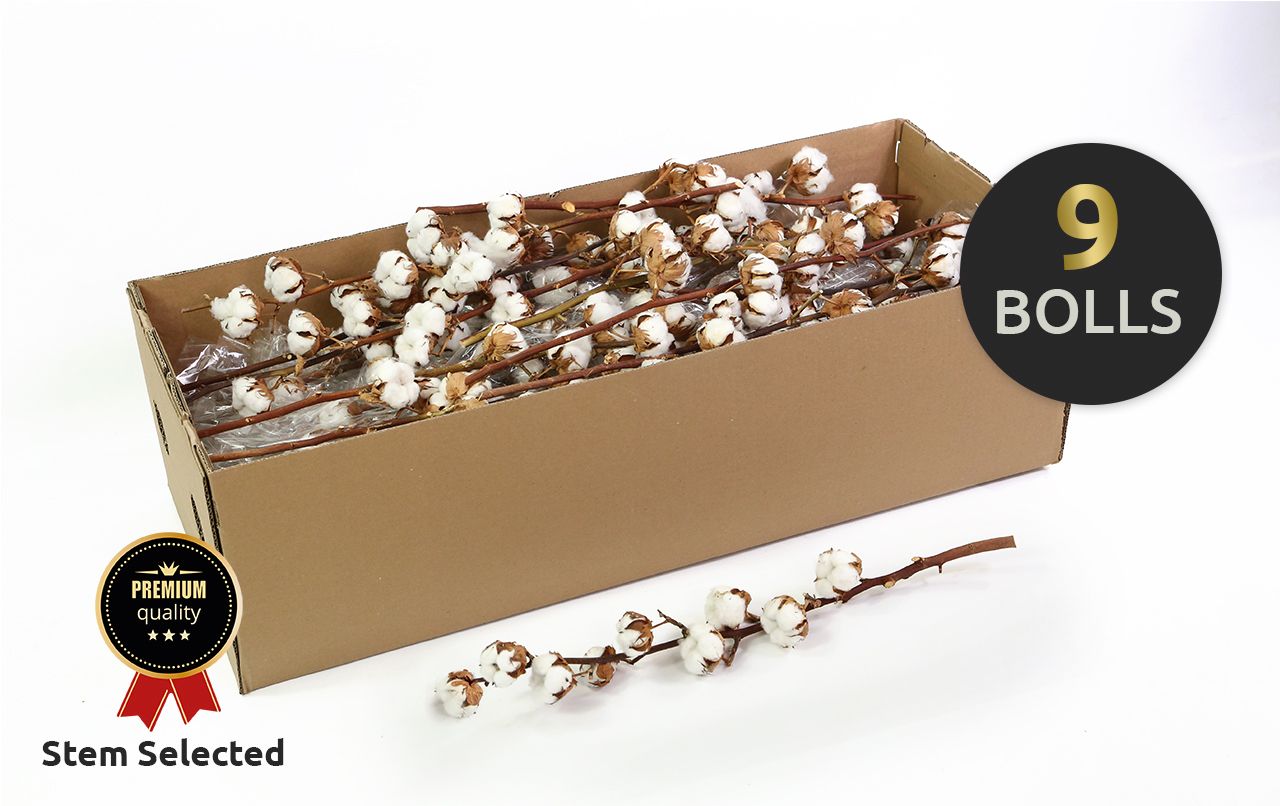 Dried Gossypium (COTTON) 70cm