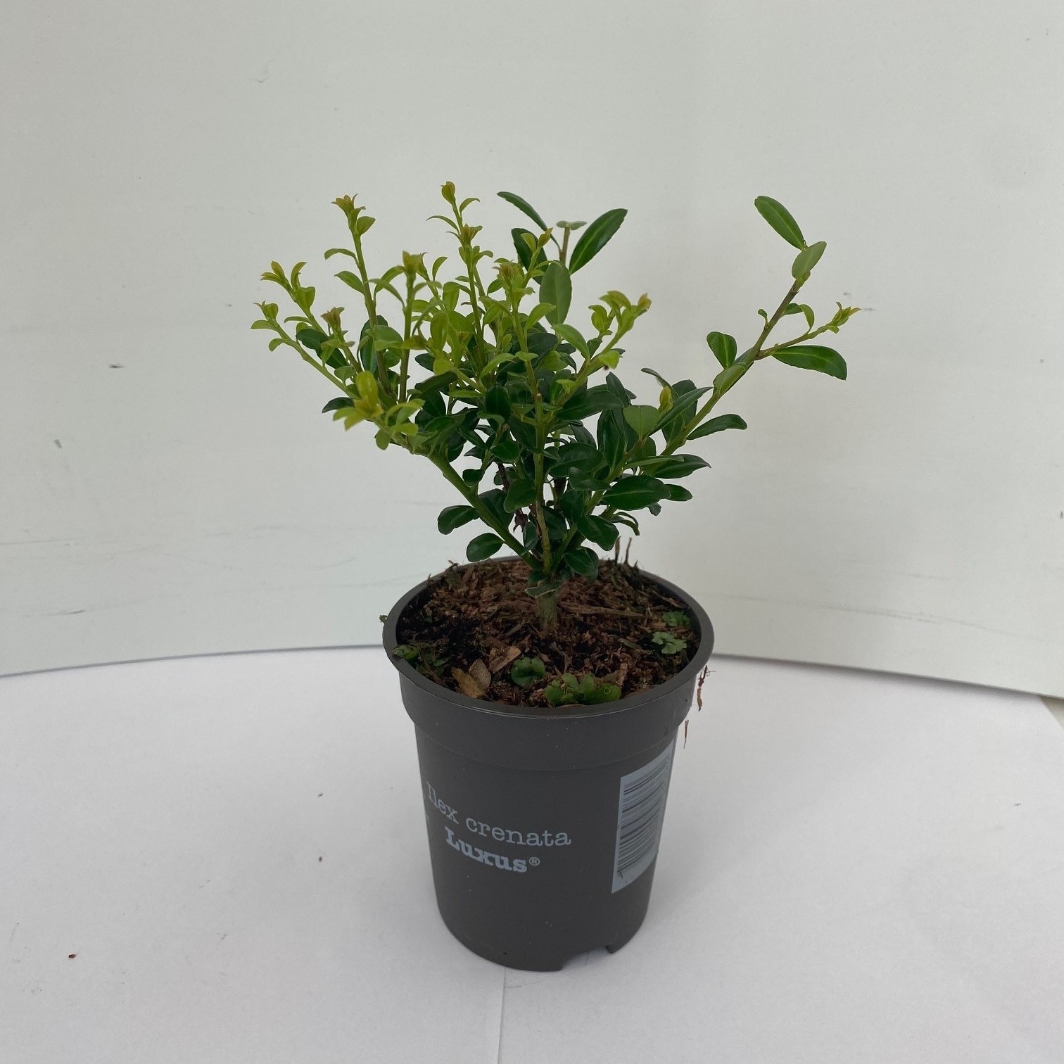 Picture of Ilex crenata Luxus P9