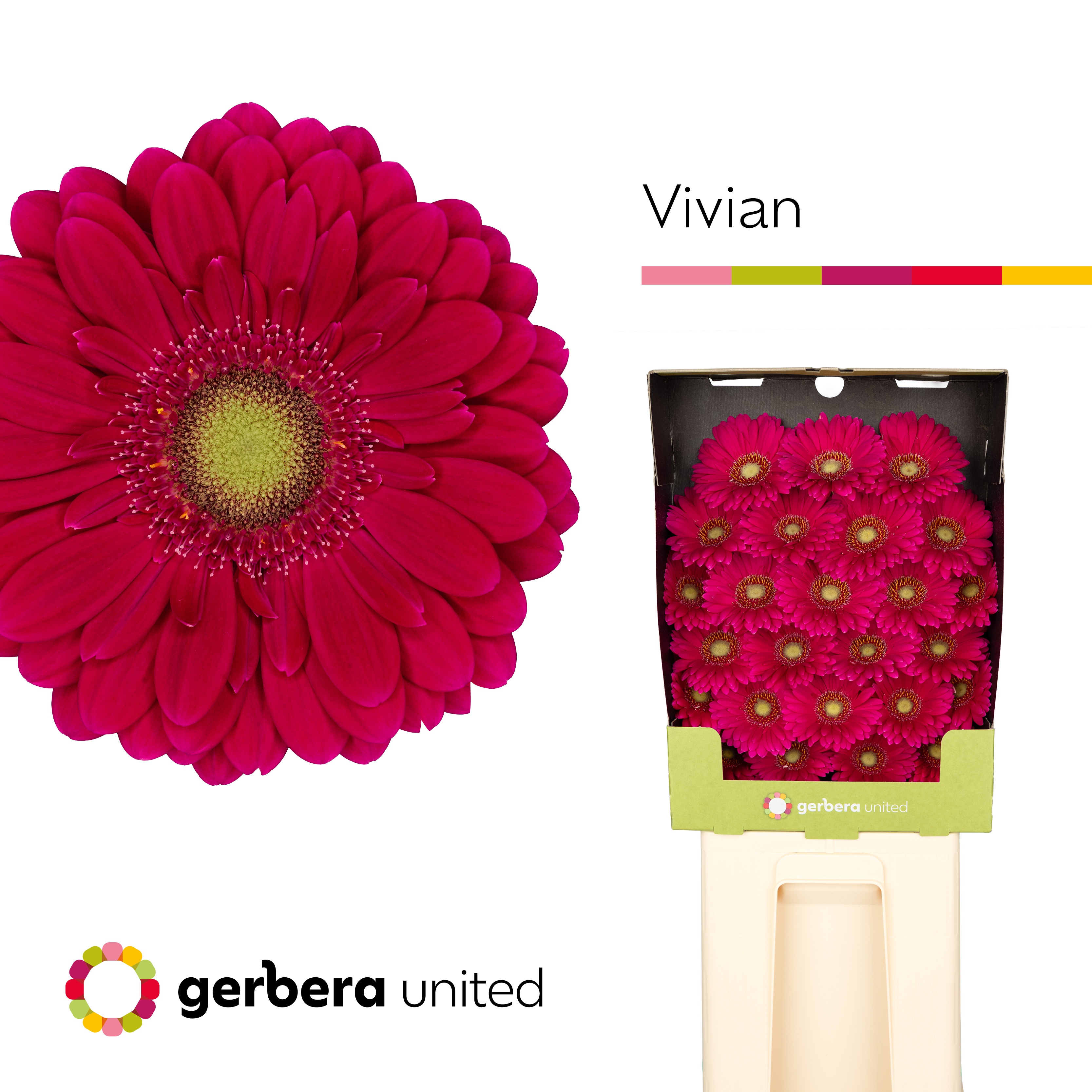 Ge Mi Vivian