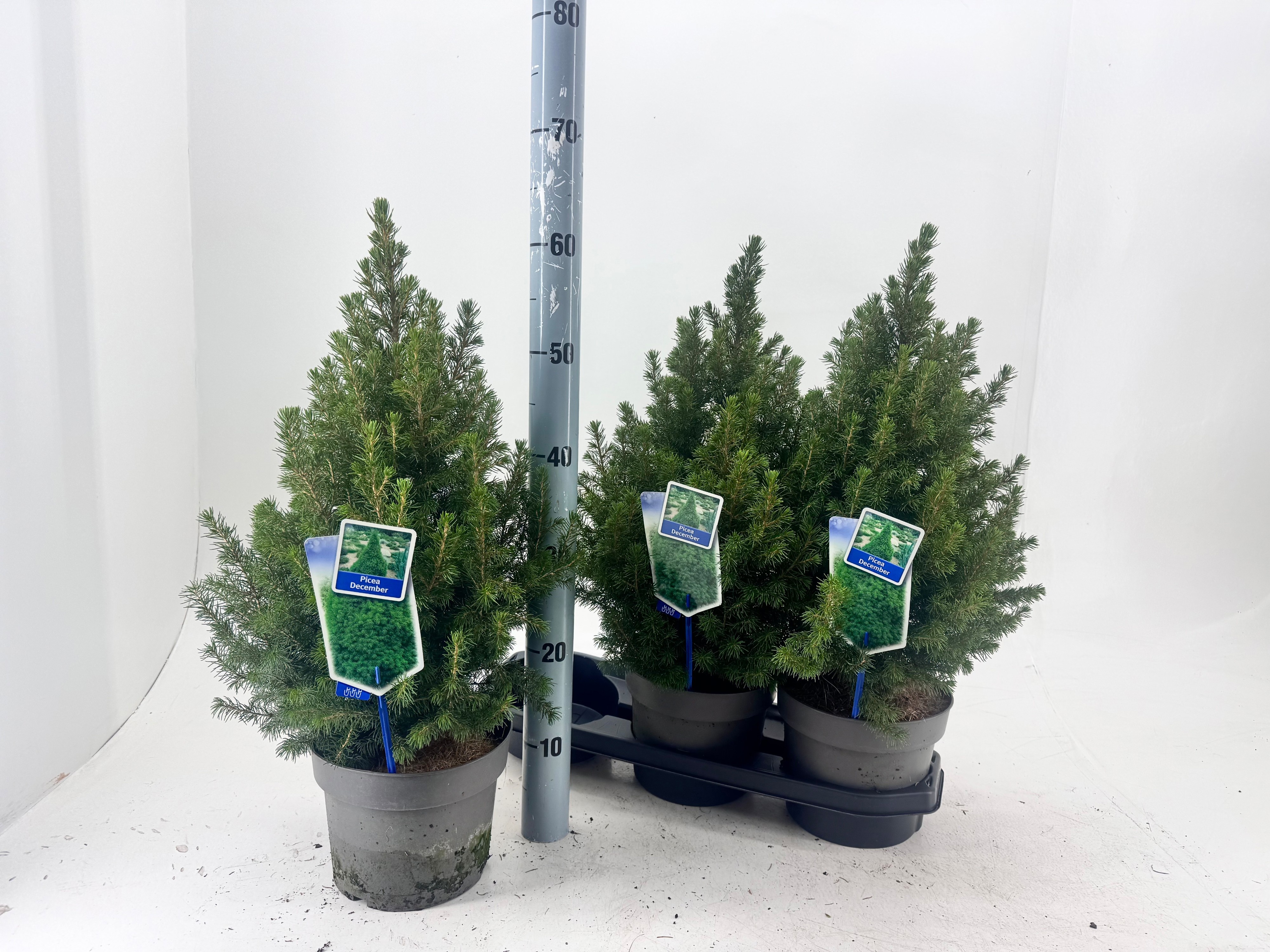 Picea Gl December 19Ø 60cm