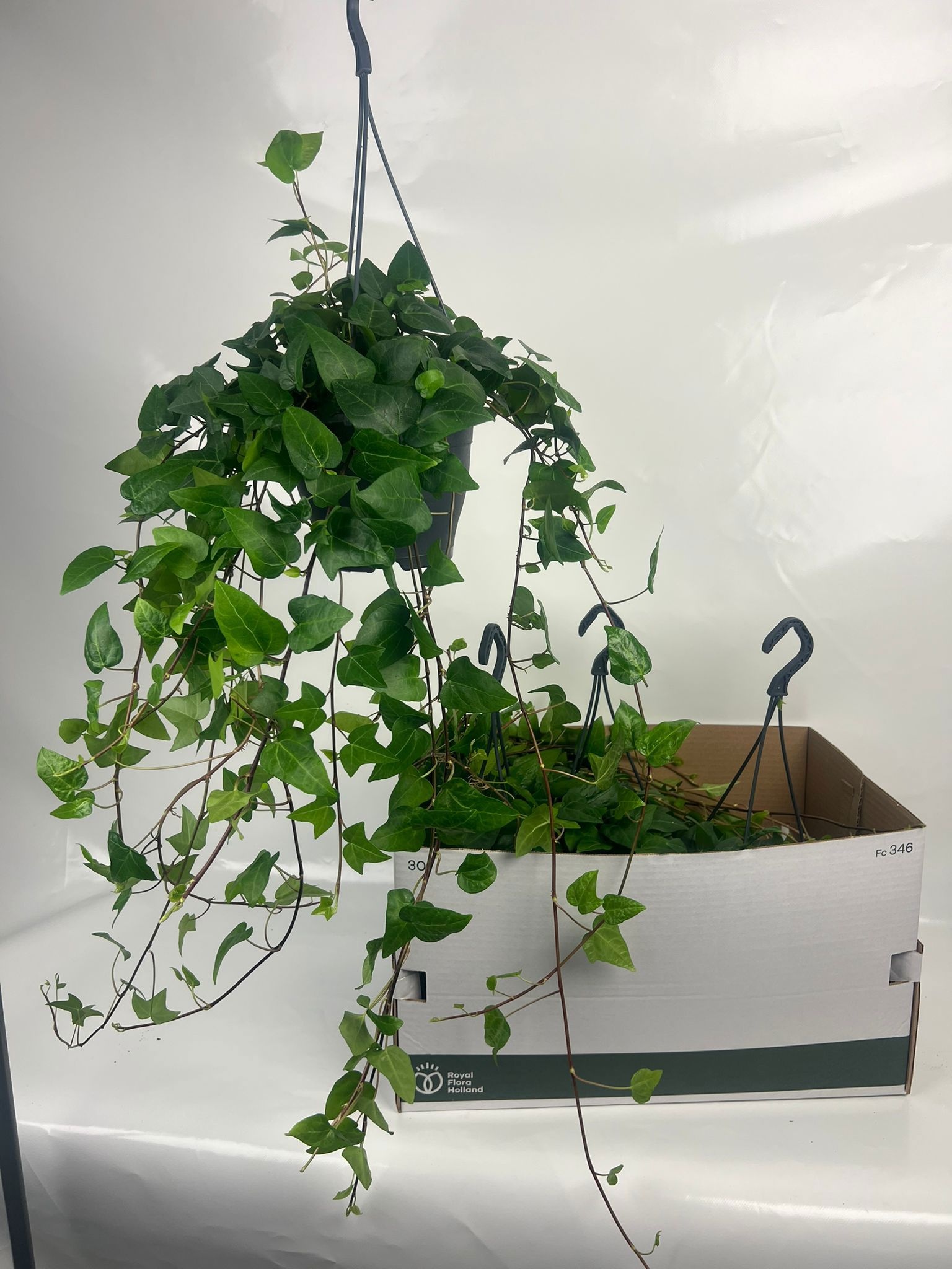 Hedera hel. 'Mein Herz' HED HE MEIN HERZ | Gardenline