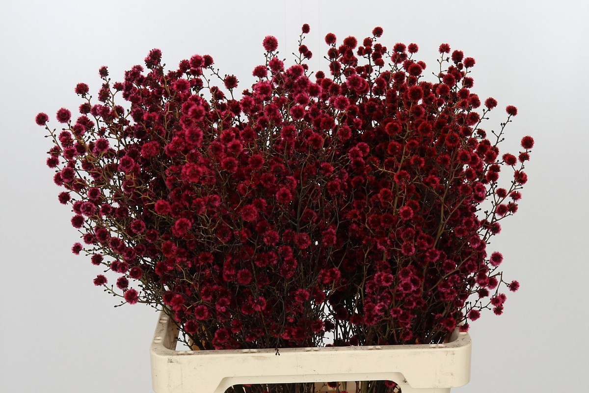 Stillingia Ptd 70cm