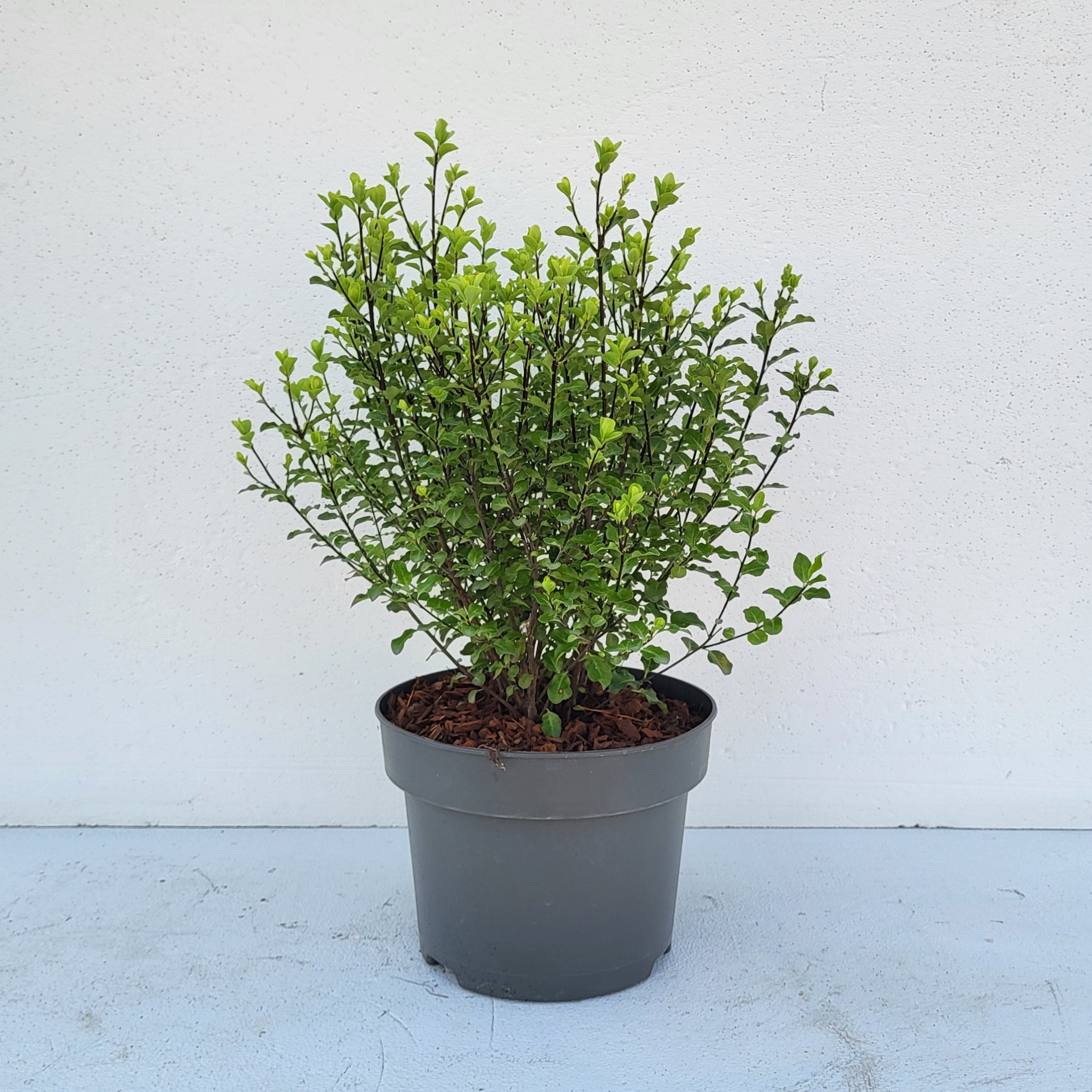 Pittosporum tenuifolium - 'Colours in Shape'