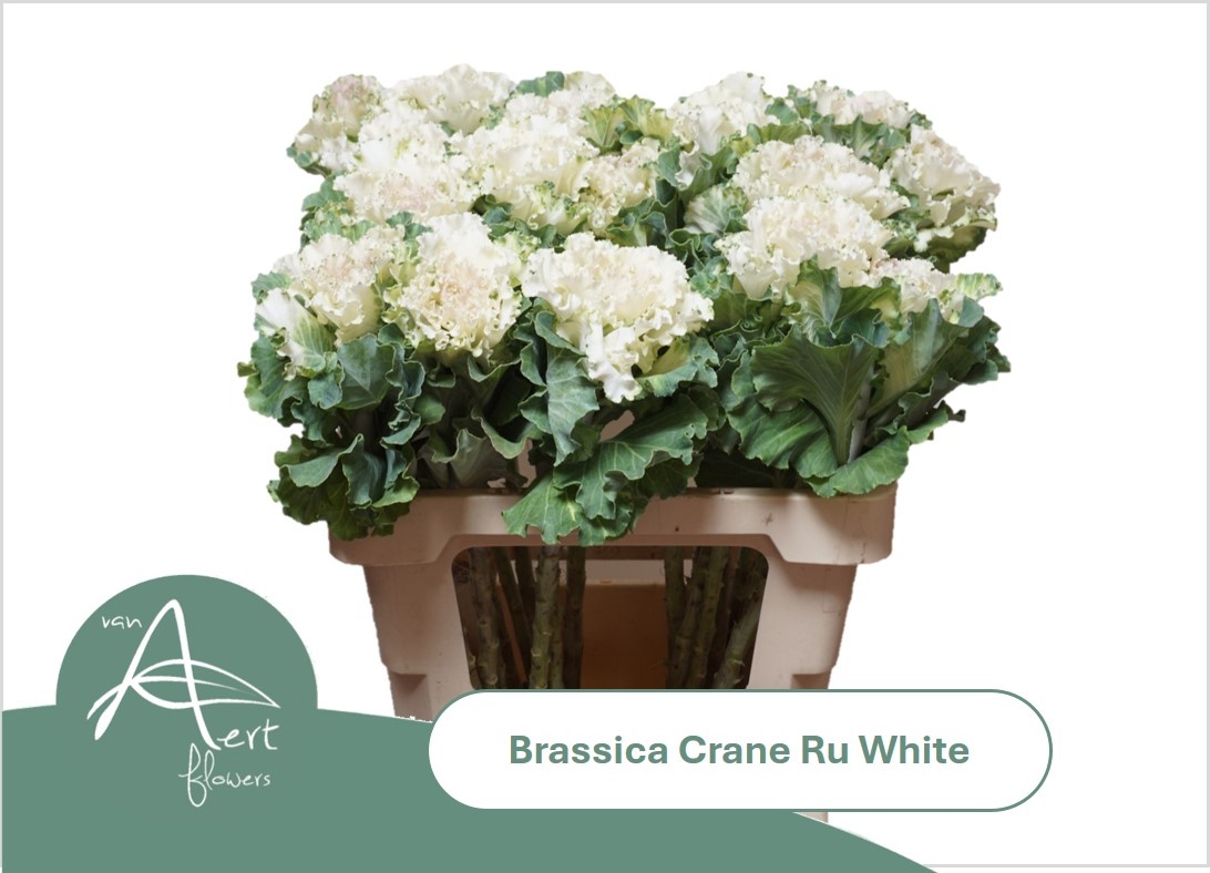 Brassica Crane Ruffle White 60cm