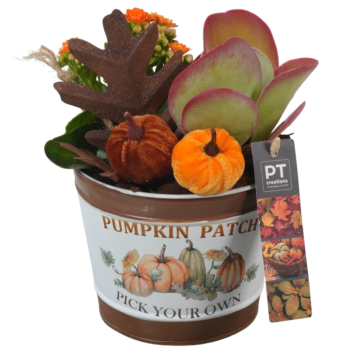 Picture of PTAO5817 Arrangement Autumn Indoor in metal pot P14 23cm