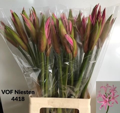 Amarine Smilla 70cm