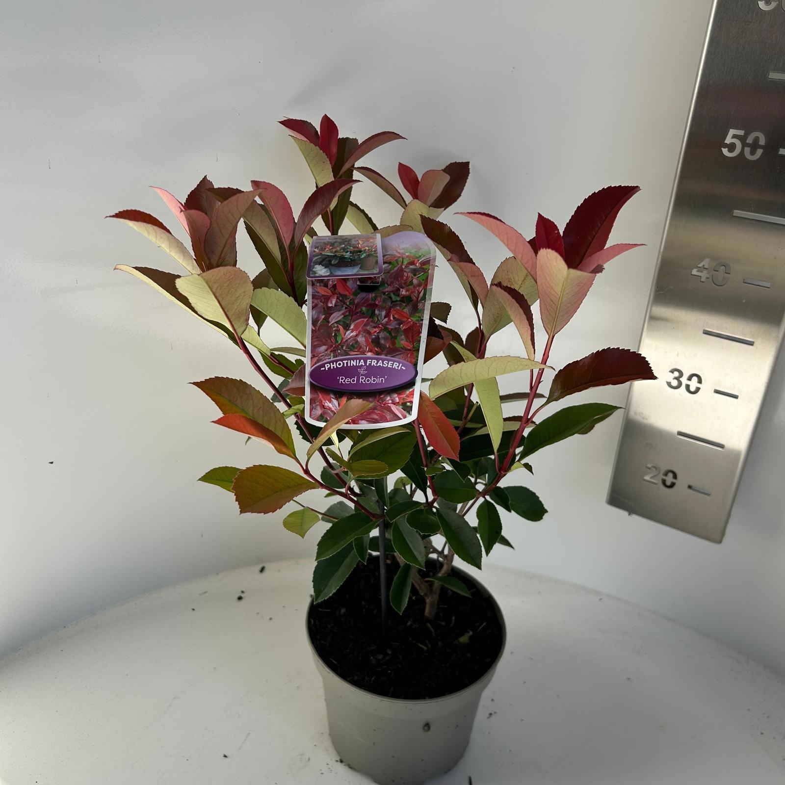 Picture of Photinia fraseri 'Carré Rouge'