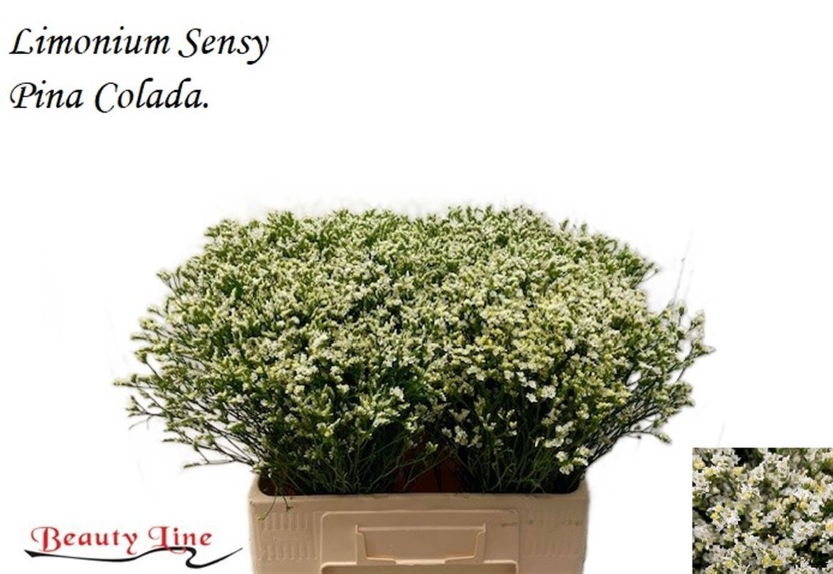 Limonium Pina Colada 60cm 20gram