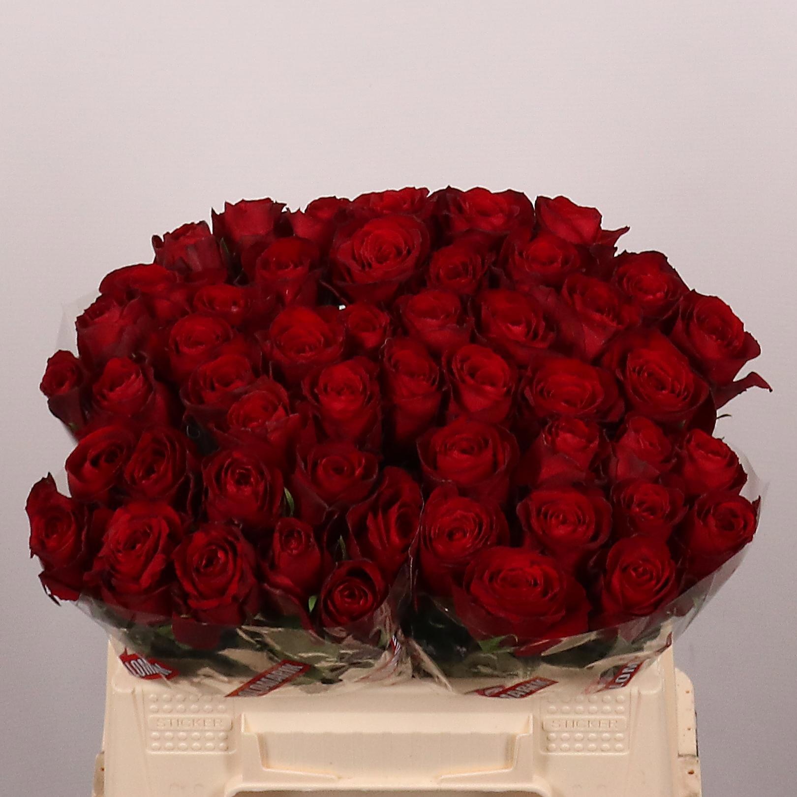 Rosa Madam Red 35cm
