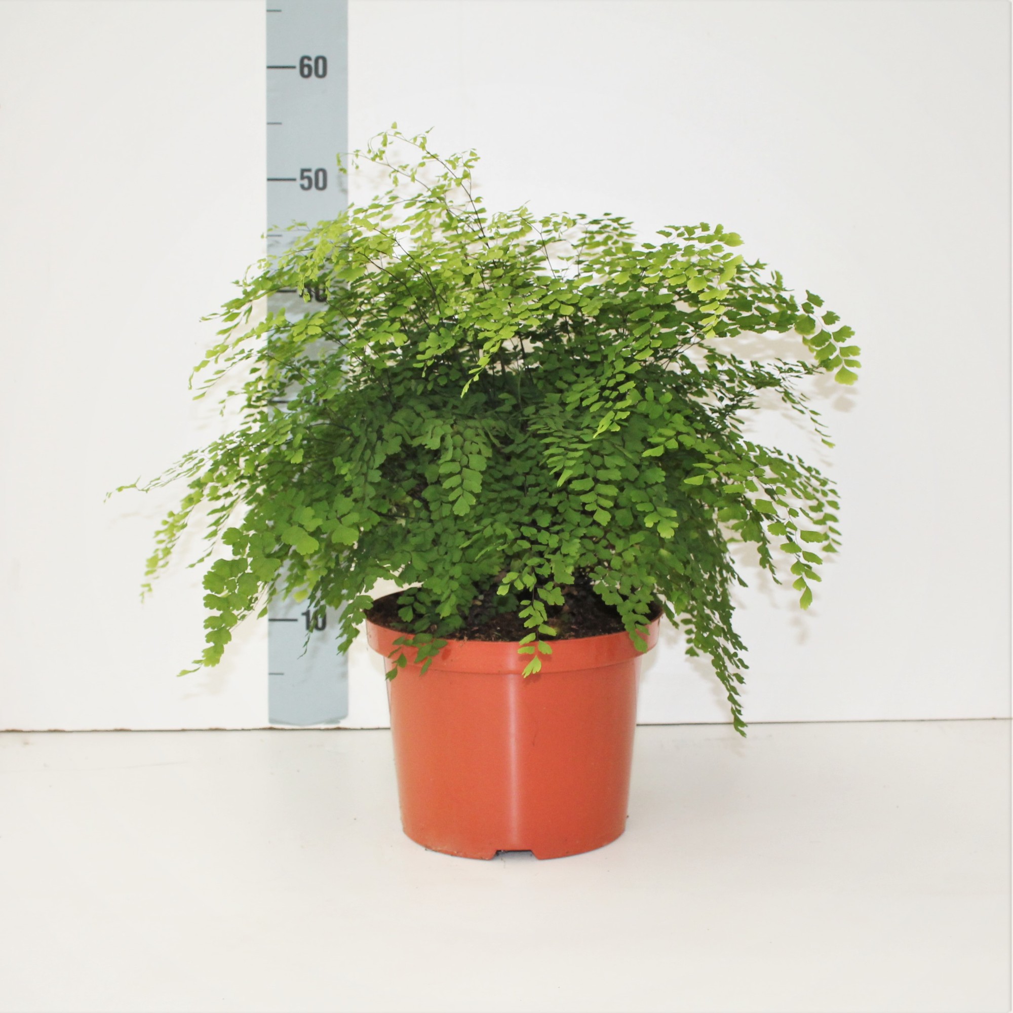 Adiantum raddianum Fragrans ADIAN RAD FRAGRANS Adiantum Adiantum Green Indoor Ferns OZ Planten