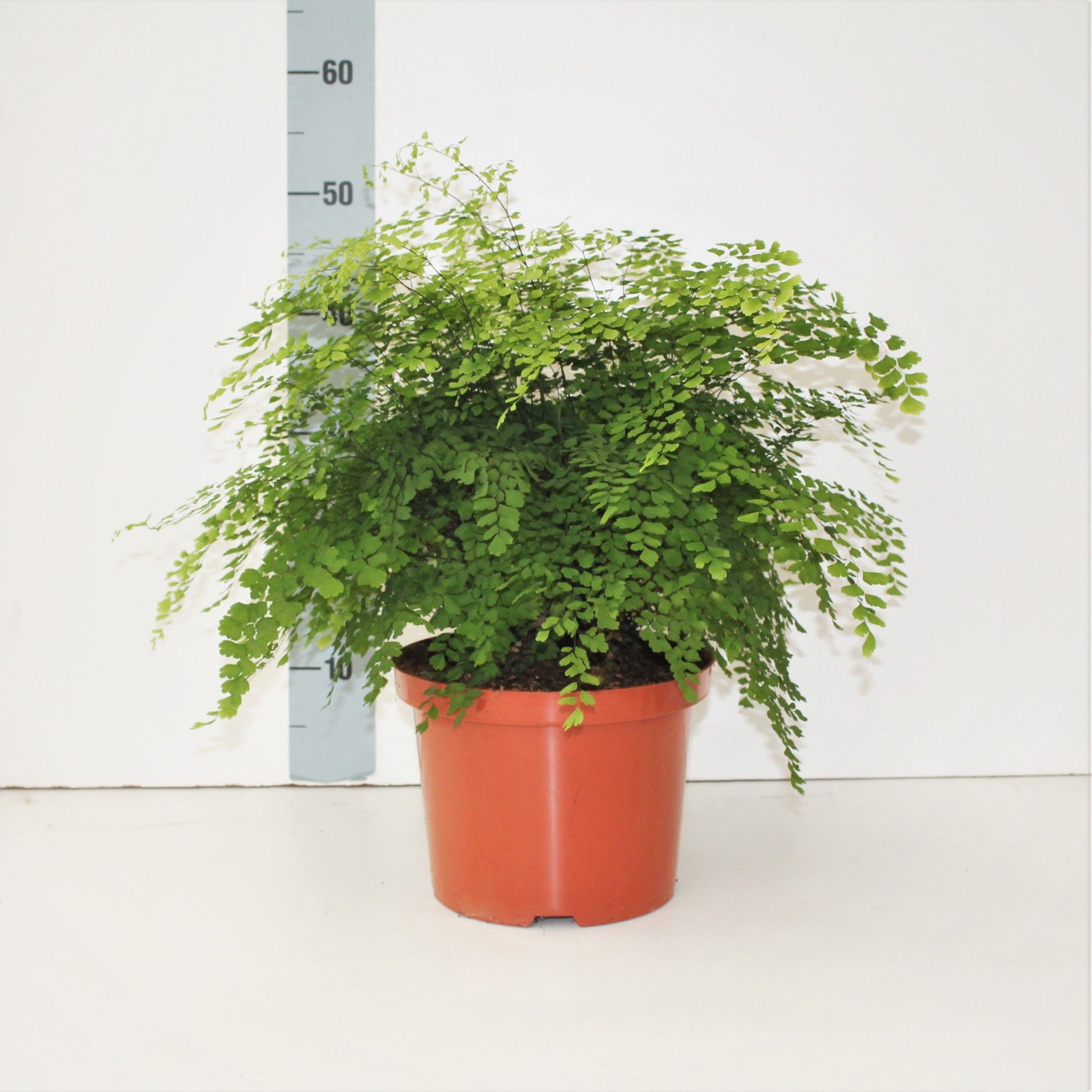Adiantum raddianum 'Fragrans' - Venushaar