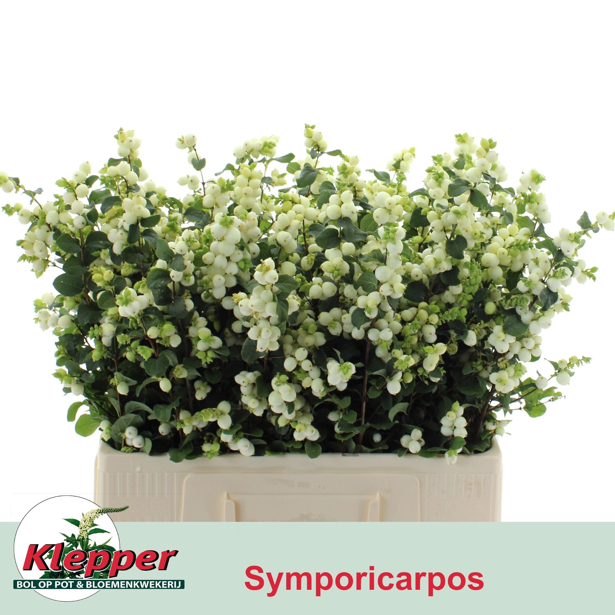 Sympho Mag Lemo Lime